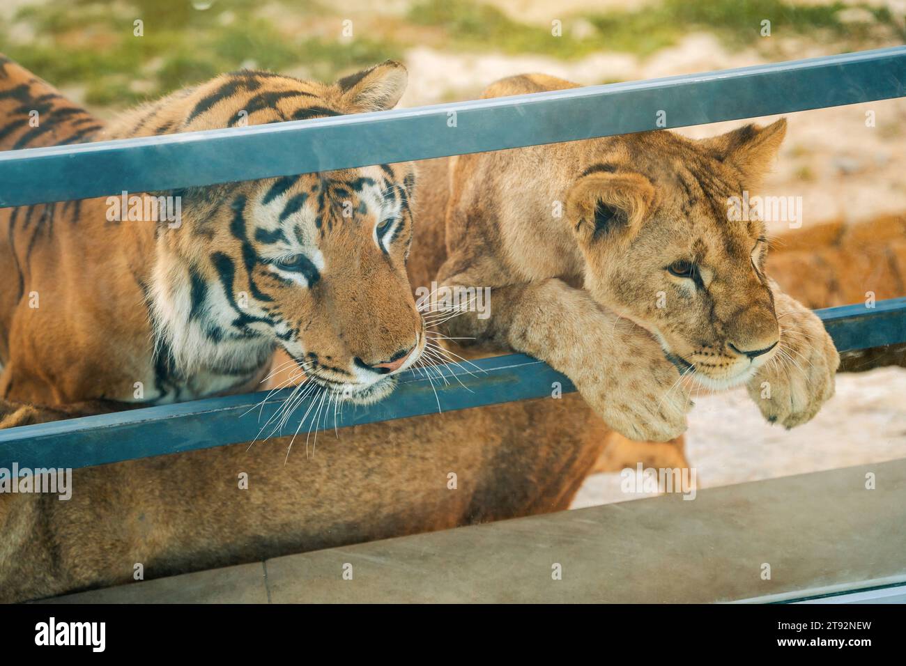 In una giornata estiva di sole, in un recinto dello zoo, il leone africano e la tigre asiatica sono bellissimi. Animali selvatici. Primo piano Foto Stock