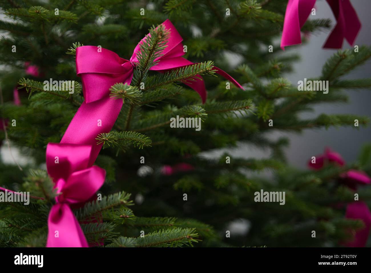 Tuffati nell'incantevole mondo dei vivaci nastri di tessuto rosa che adornano con grazia una vista ravvicinata di un pino. I dettagli intricati e le tonalità ricche c Foto Stock