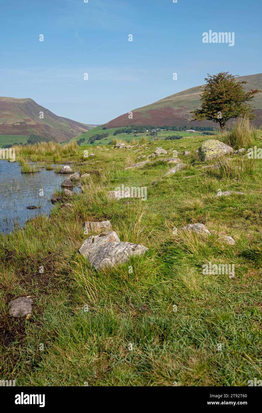 Un albero solitario accanto a Tewet Tarn con Lonscale Fell e Blease cadde sullo sfondo in estate vicino al Keswick Lake District National Park Cumbria Inghilterra Foto Stock