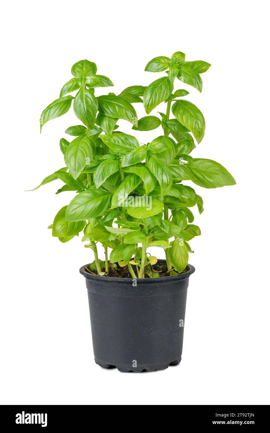 Basilico organico verde fresco in vaso nero isolato su sfondo bianco. Coltivazione di piante indoor, alimentazione sana, erbe aromatiche, ingrediente alimentare, spezie per c Foto Stock