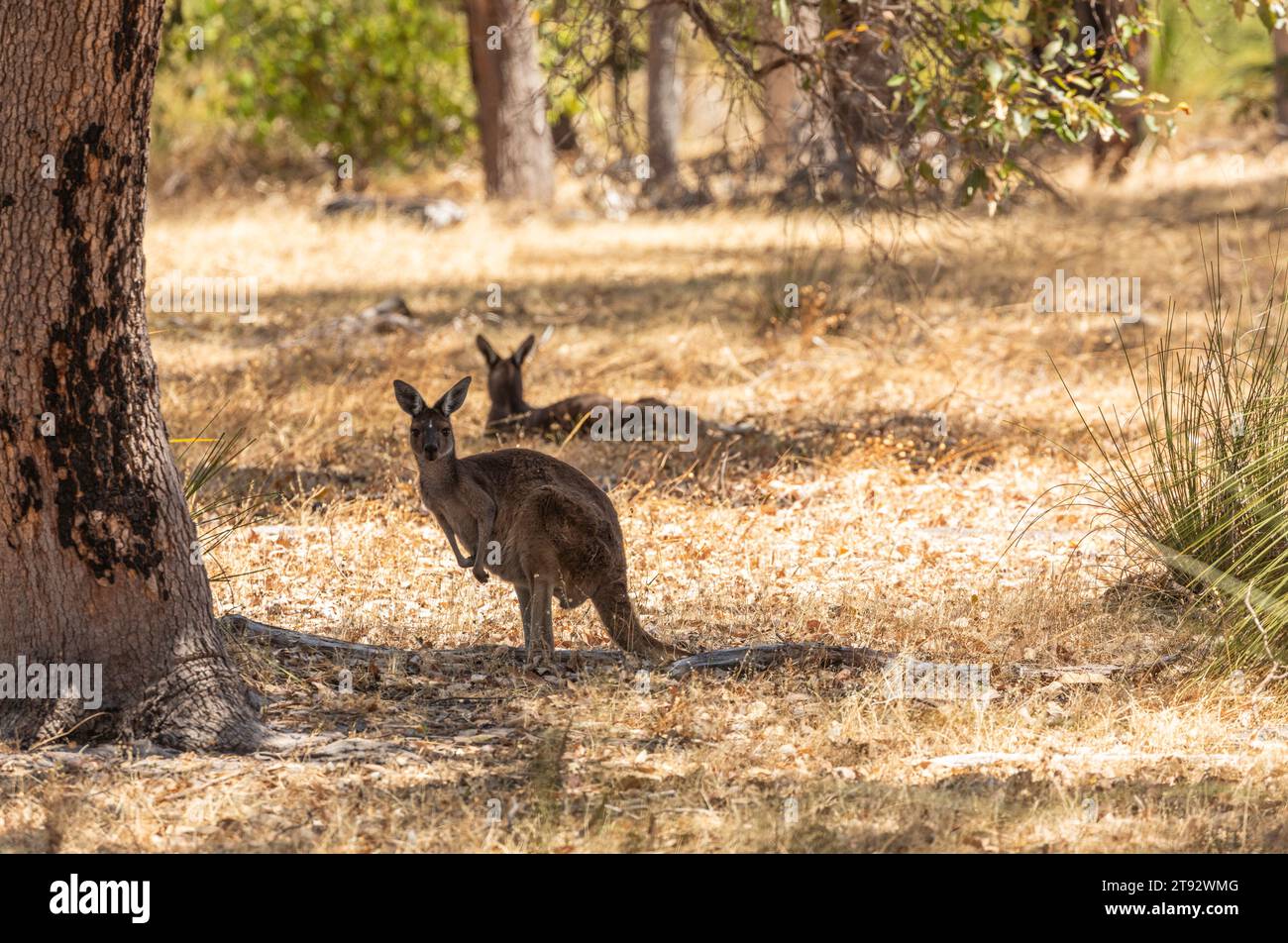Due canguri rossi riposano all'ombra al Whiteman Park, Perth, Australia Occidentale Foto Stock