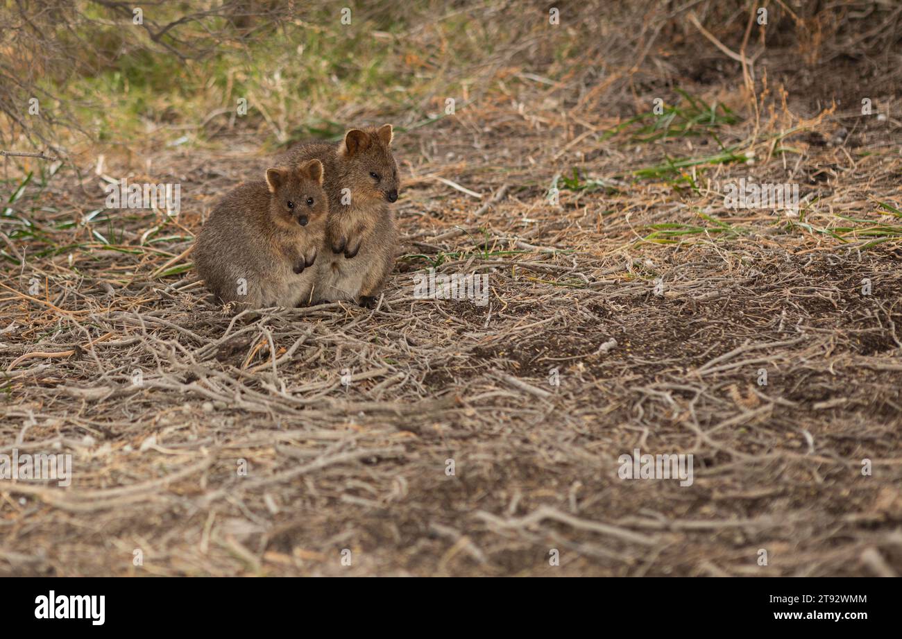 Due quokka all'ombra sull'isola di Rottnest Foto Stock