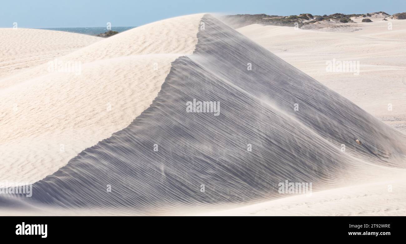 Dune di sabbia bianca battute dal vento a Lancelin, a nord di Perth City Western Australia Foto Stock