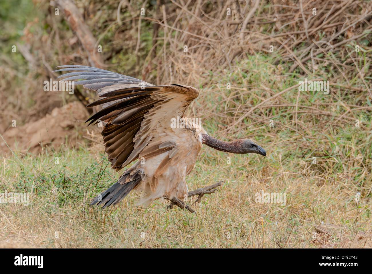 Uccello avvoltoio a Masai Mara Kenya Africa Foto Stock