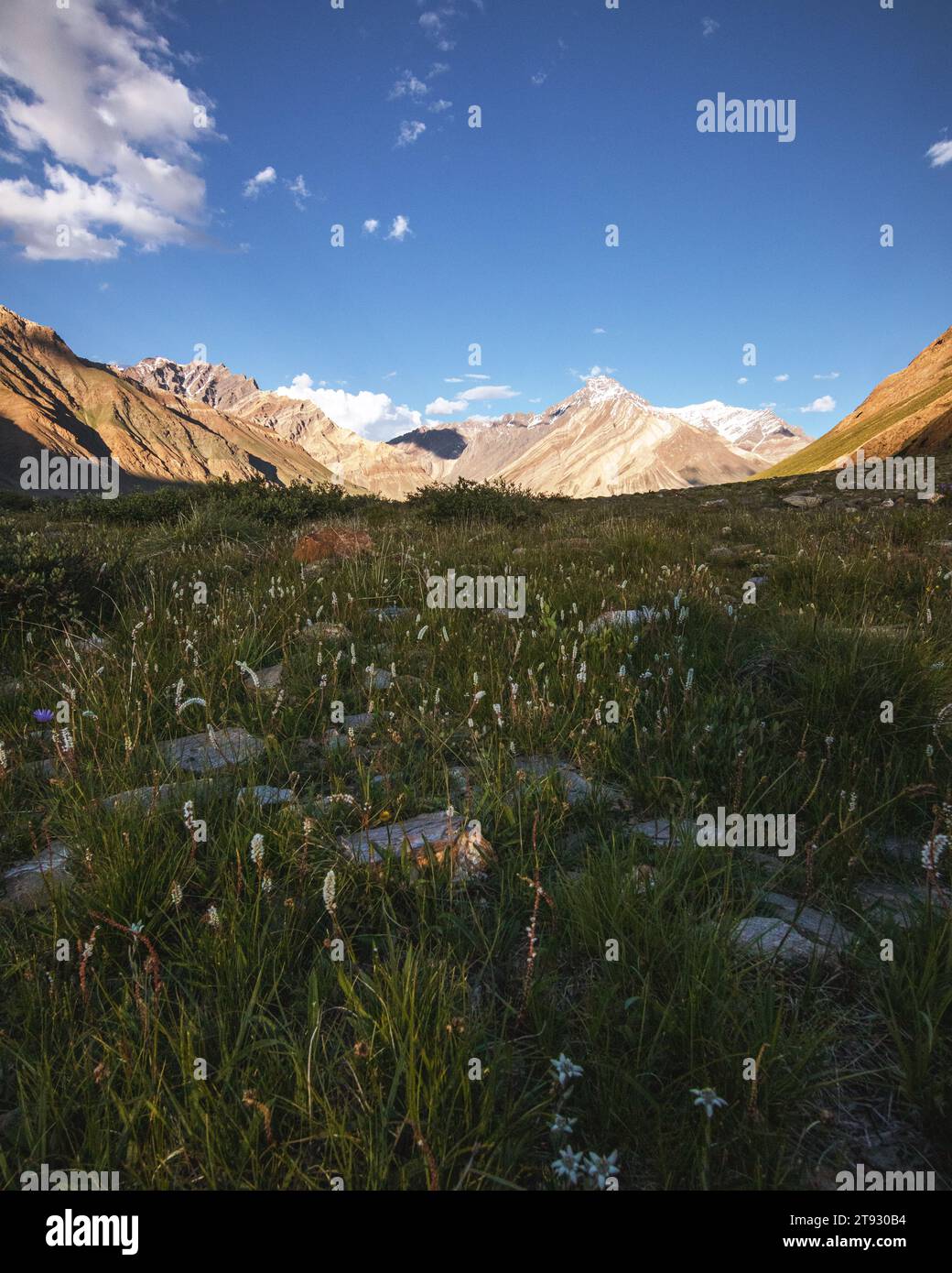 Foto paesaggistica di una vetta innevata con molta erba verde e fiori blu in primo piano. Foto Stock