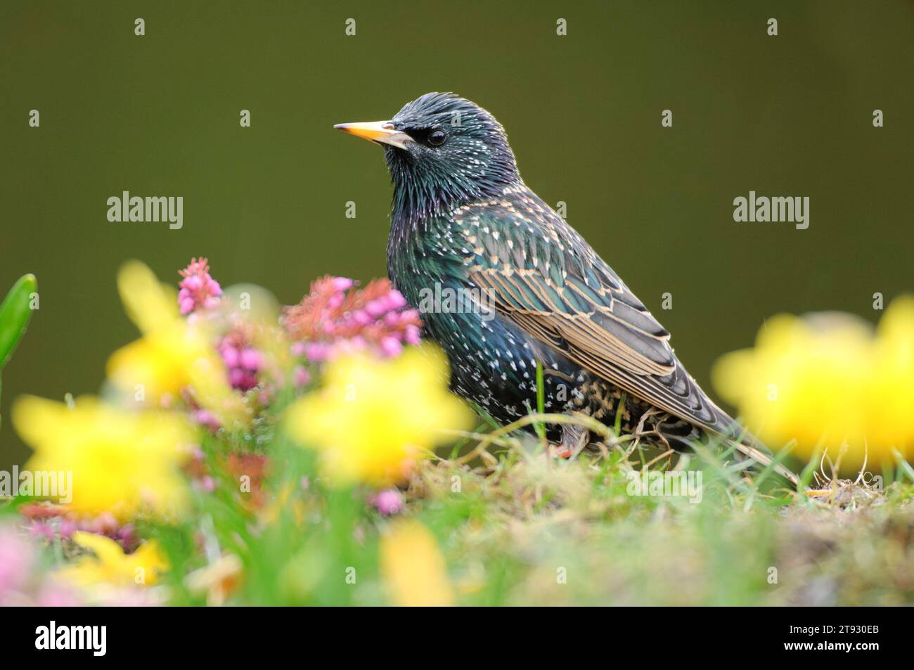 European starling Sturnus vulgaris, arroccato in fiori da giardino, County Durham, Inghilterra, Regno Unito, marzo. Foto Stock