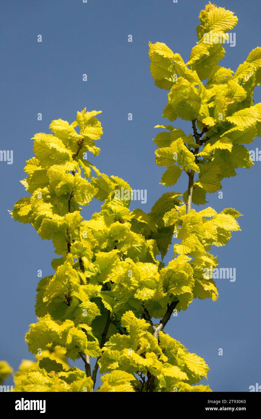 Spring, Golden, Yellow, Plant, Golden Elm, foglie, Ulmus x hollandica 'Wredei' Foto Stock