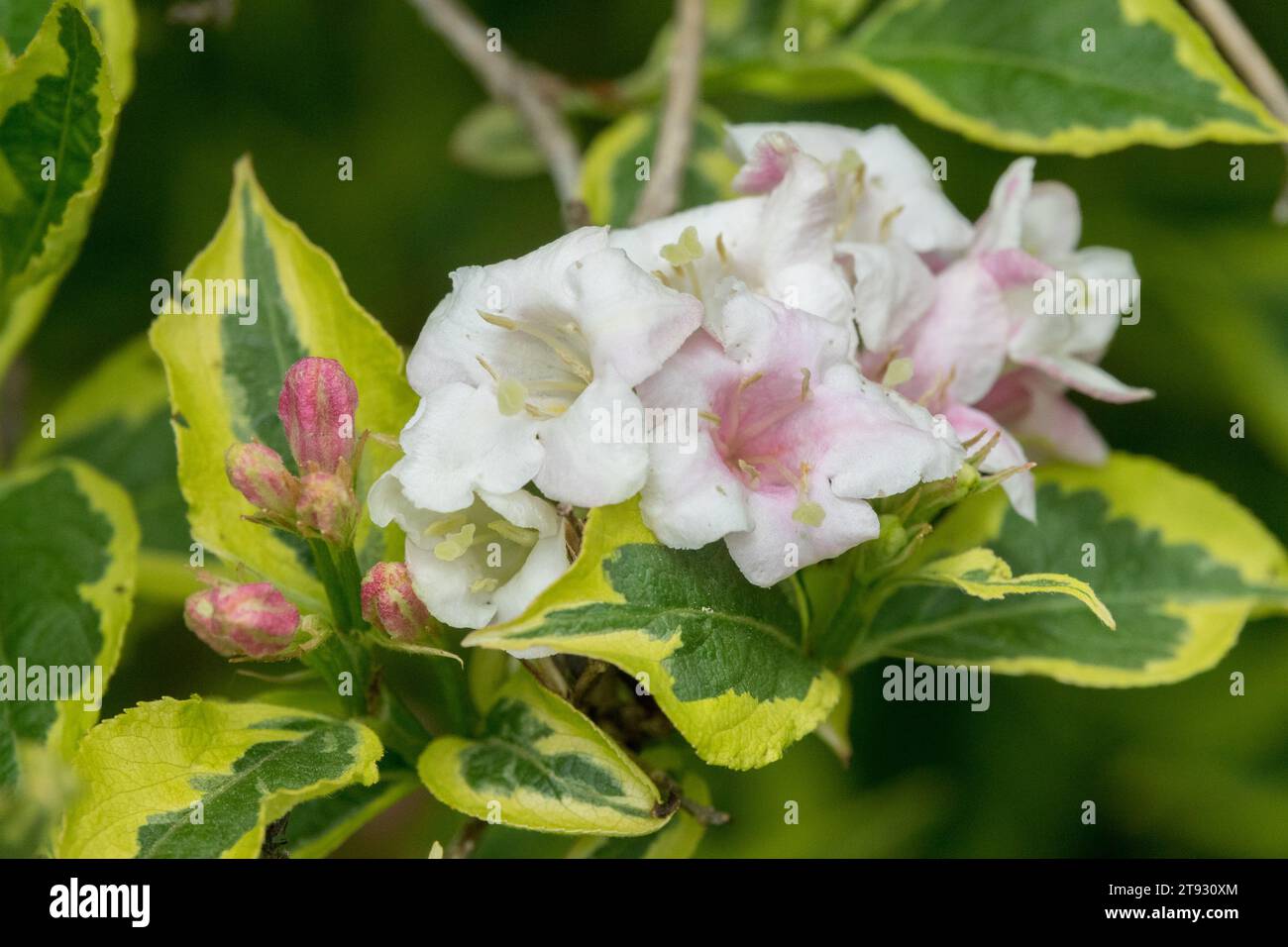 Weigela florida "Samba", fiore, variegato, foglie Foto Stock