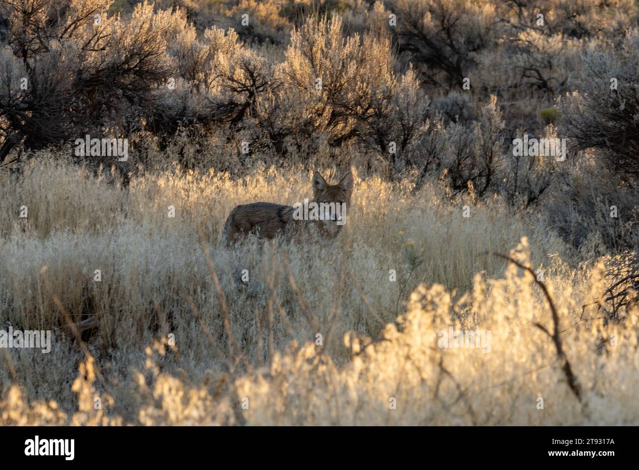 Un coyote selvatico, Canis latrans, che si trova nell'erba imbroglione presso le rovine del monumento nazionale di Hovenweep nello Utah. Foto Stock