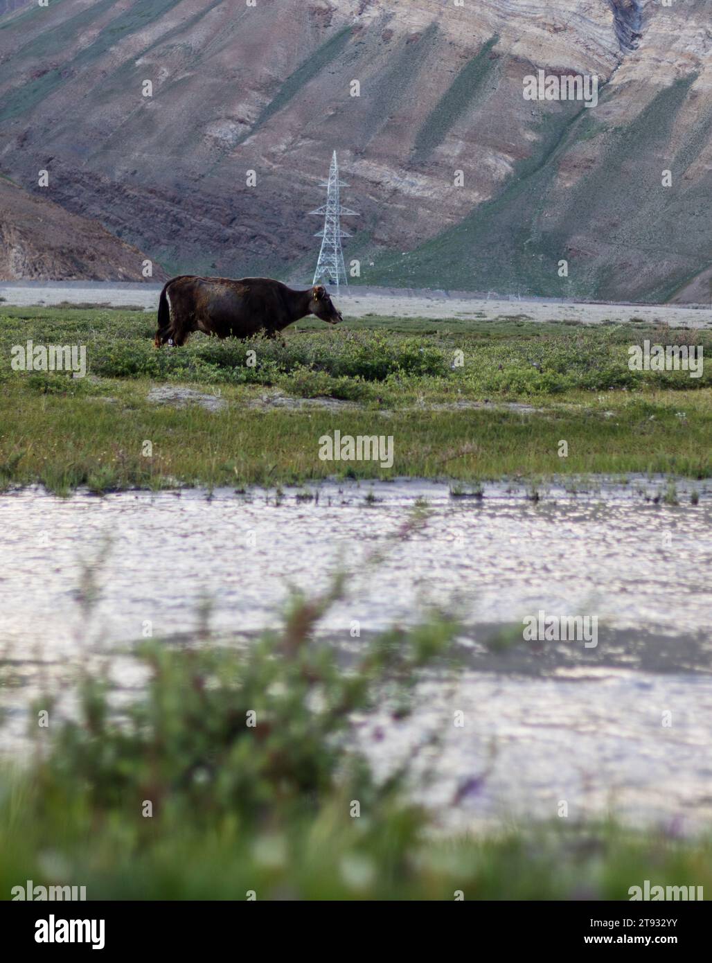 Cattles torna a casa a ladakh dopo una giornata di pascolo sull'altra sponda del fiume. Foto Stock