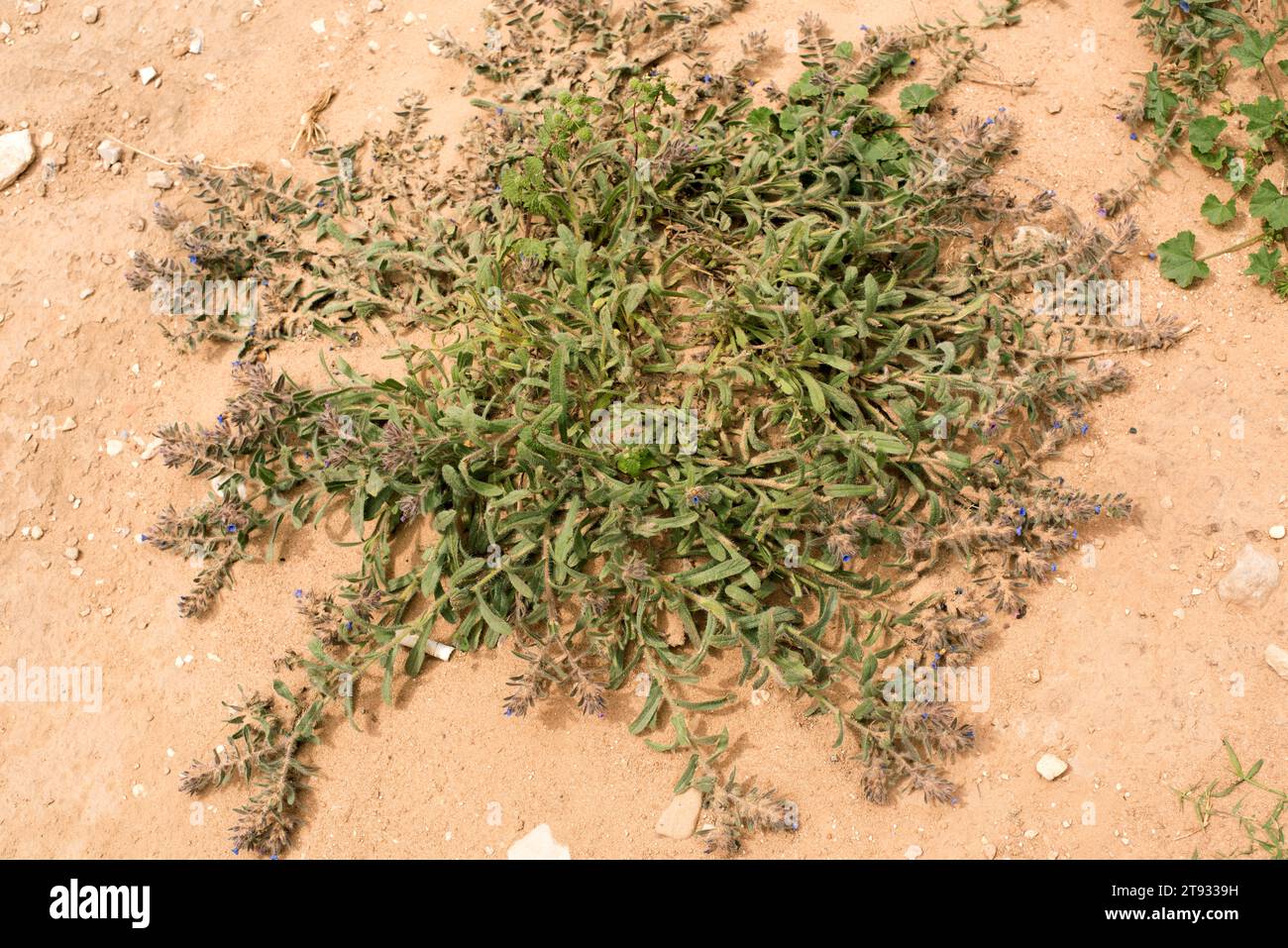 Alkanet (Alkanna tinctoria), le sue radici sono usate come colorante rosso. Wadi Rum Desert, Giordania. Foto Stock