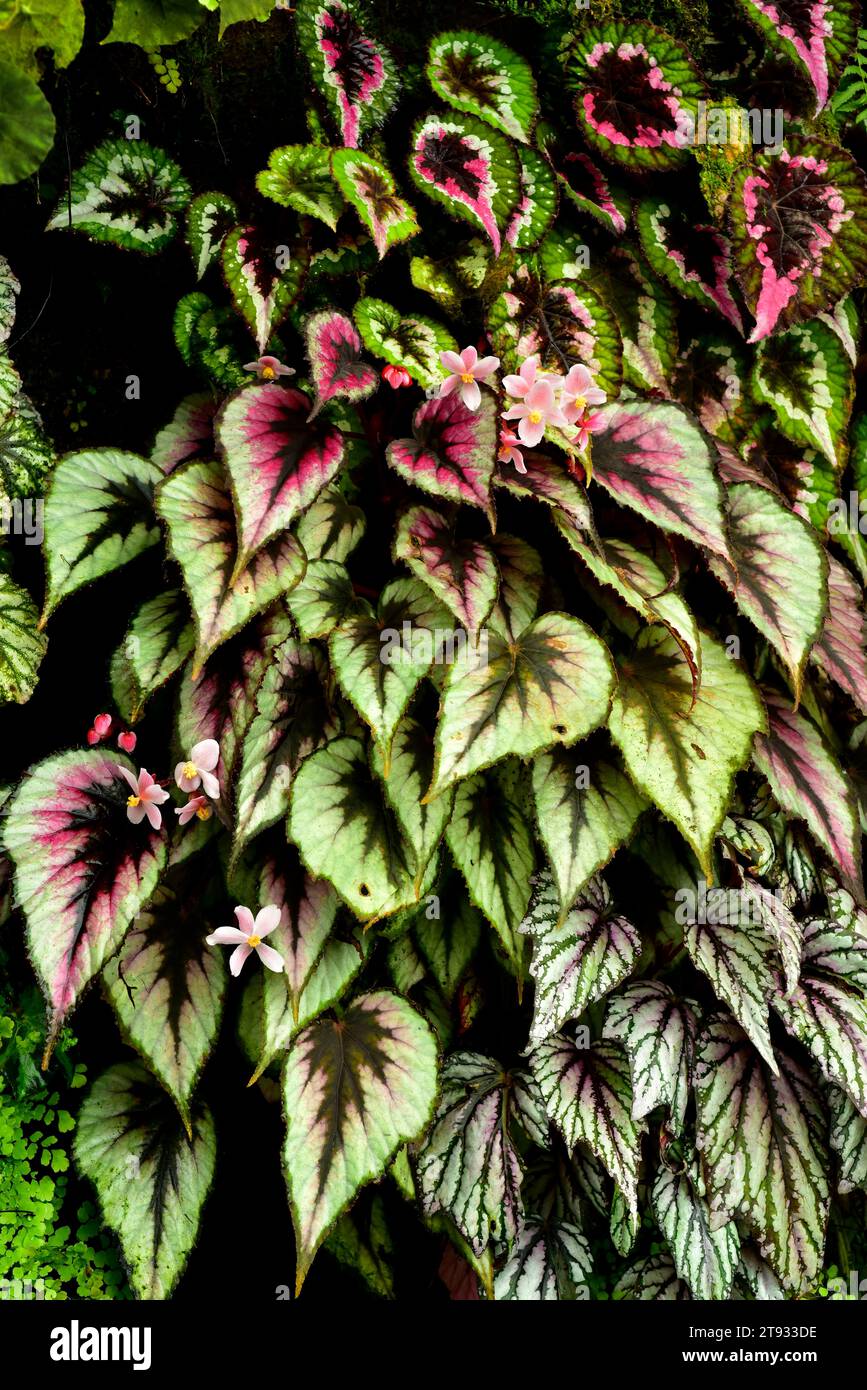 La Begonia (Begonia rex) è una pianta ornamentale con bellissime foglie. Foto Stock