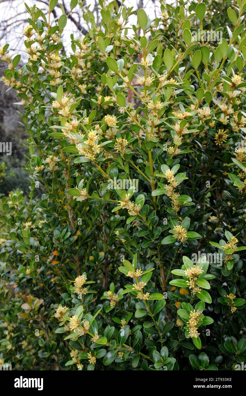 Balearic box (Buxus balearica) è un arbusto originario di Maiorca, Andalusia e Africa nordoccidentale. Foto Stock