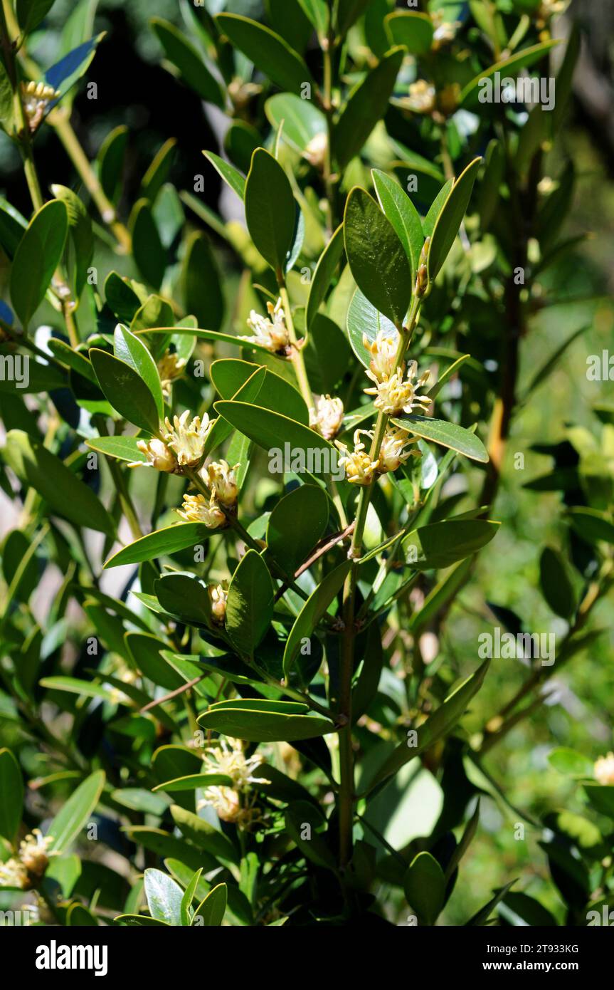 La scatola delle Baleari (Buxus balearica) è un arbusto originario di Maiorca, Andalusia e dell'Africa nordoccidentale. Foto Stock
