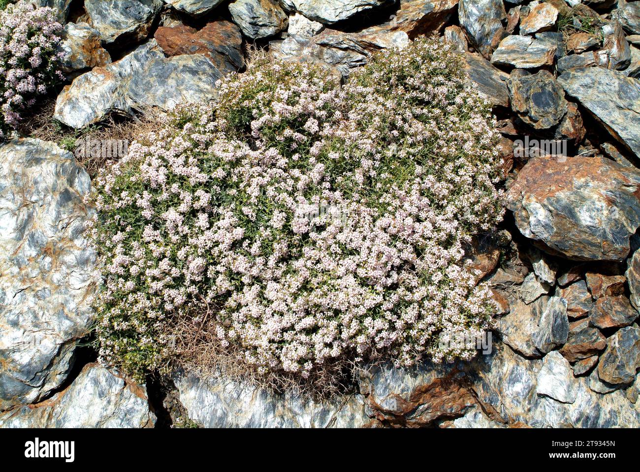 Il madwort spinoso (Hormathophylla spinosa o Alyssum spinosum) è un piccolo arbusto endemico della Spagna meridionale e della Francia sudorientale. Questa foto è stata scattata Foto Stock