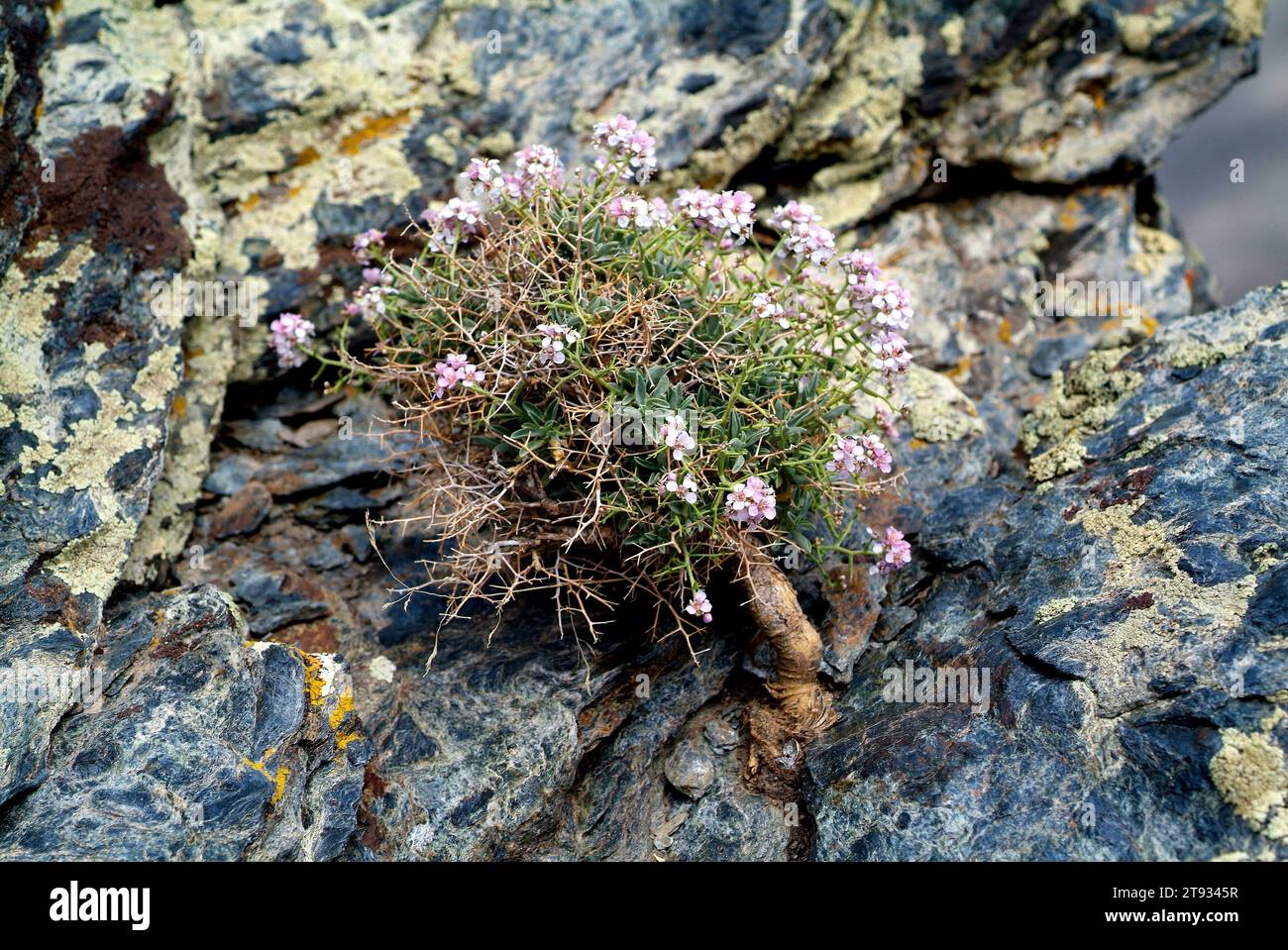 Il madwort spinoso (Hormathophylla spinosa o Alyssum spinosum) è un piccolo arbusto endemico della Spagna meridionale e della Francia sudorientale. Questa foto è stata scattata Foto Stock