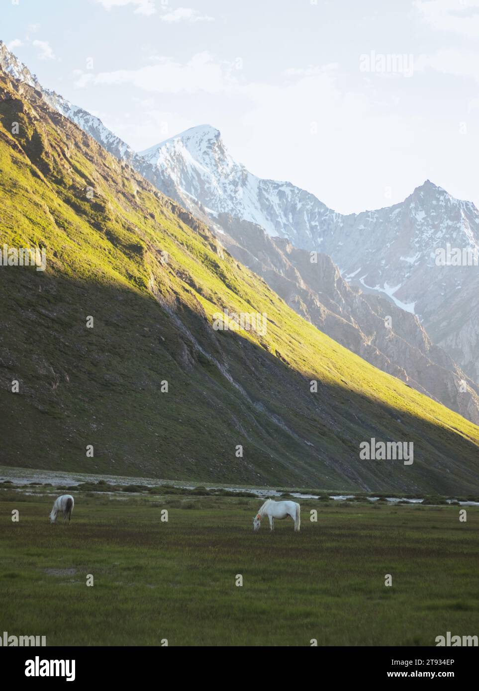 Un gruppo di cavalli e puledri che pascolano nei prati di ladakh. Foto Stock