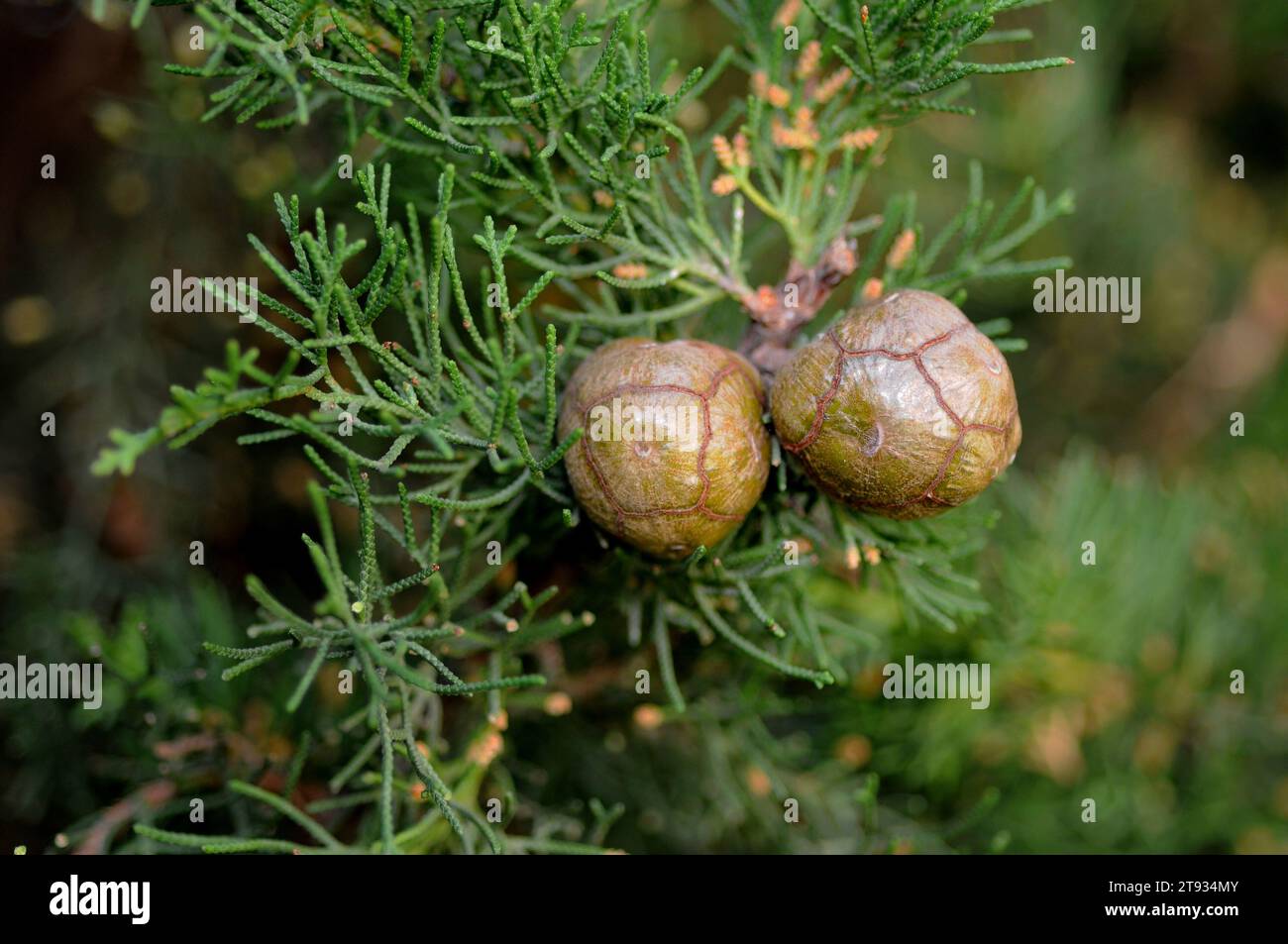 Il cipresso mediterraneo o italiano (Cupressus sempervirens) è un albero sempreverde originario della regione del Mediterraneo orientale. Coni maturi e leav simile a una scala Foto Stock