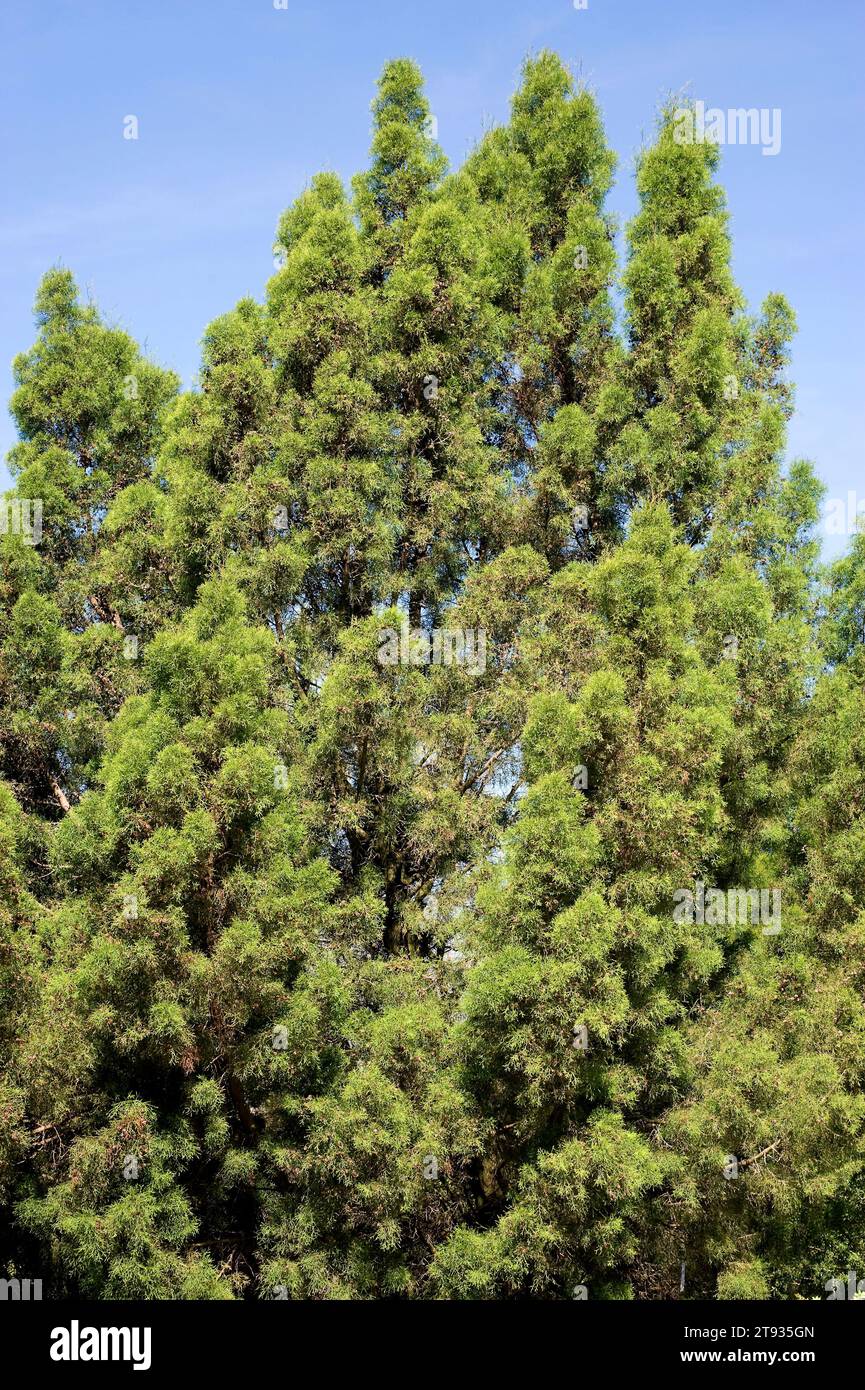 Araar, arar o sandarac (Tetraclinis articulata o Thuja articulata) è un piccolo albero endemico della regione del Mediterraneo occidentale (montagne dell'Atlante, Malta e. Foto Stock