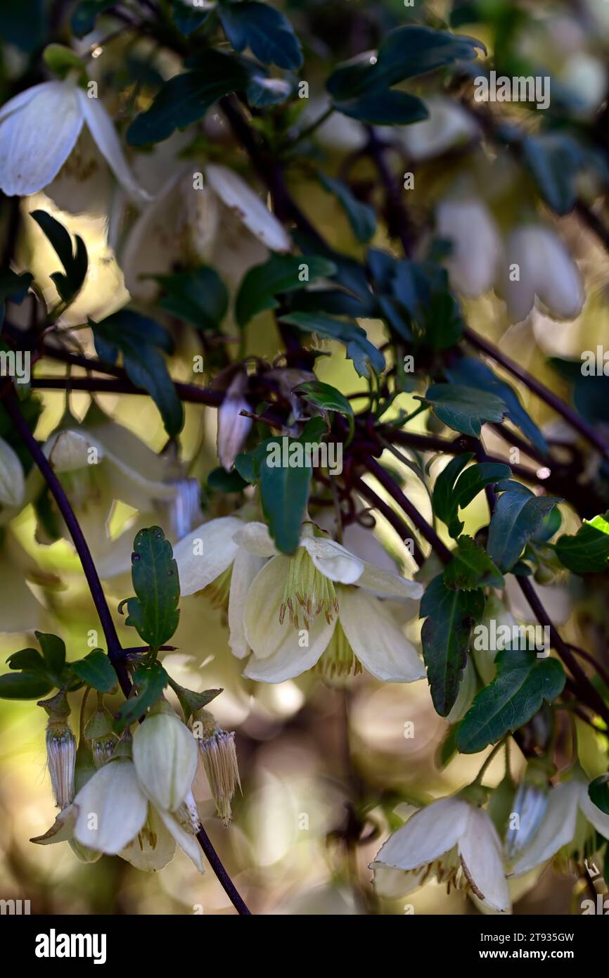 clematis cirrhosa, bower della prima vergine, fiori invernali profumati, clematis fiorito invernale, scalatore, Evergreen Traveller's Joy, fiori invernali, flusso invernale Foto Stock