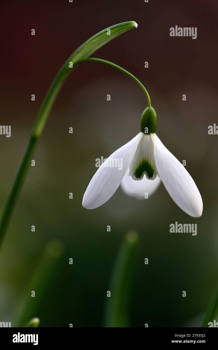 Magnete Galanthus, goccia di neve ibrida, gocce di neve, gocce di neve, primavera, fiori, lunghi pedicelli ad arco, lungo pedicel ad arco, RM Floral Foto Stock