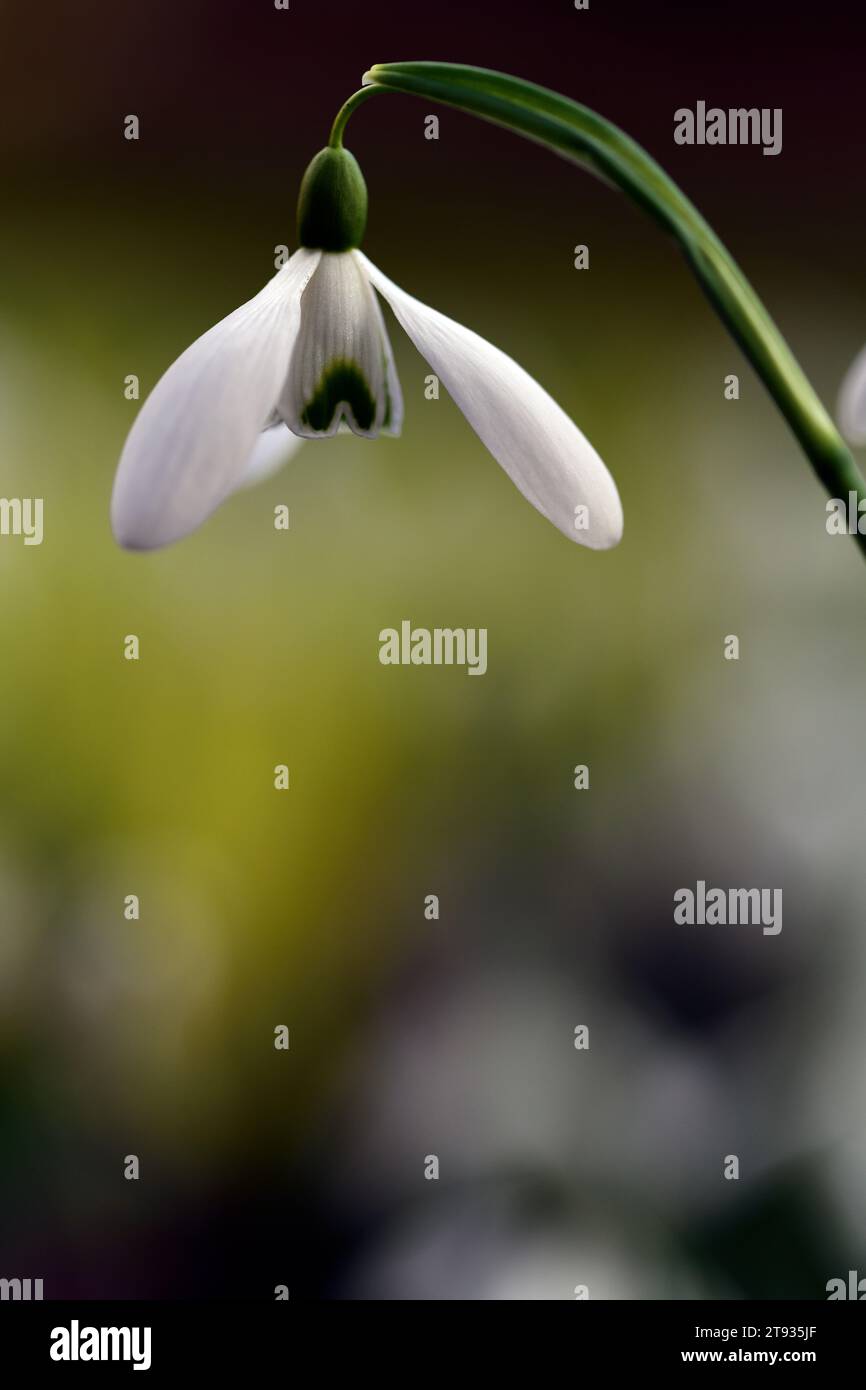 Magnete Galanthus, goccia di neve ibrida, gocce di neve, gocce di neve, primavera, fiori, lunghi pedicelli ad arco, lungo pedicel ad arco, RM Floral Foto Stock