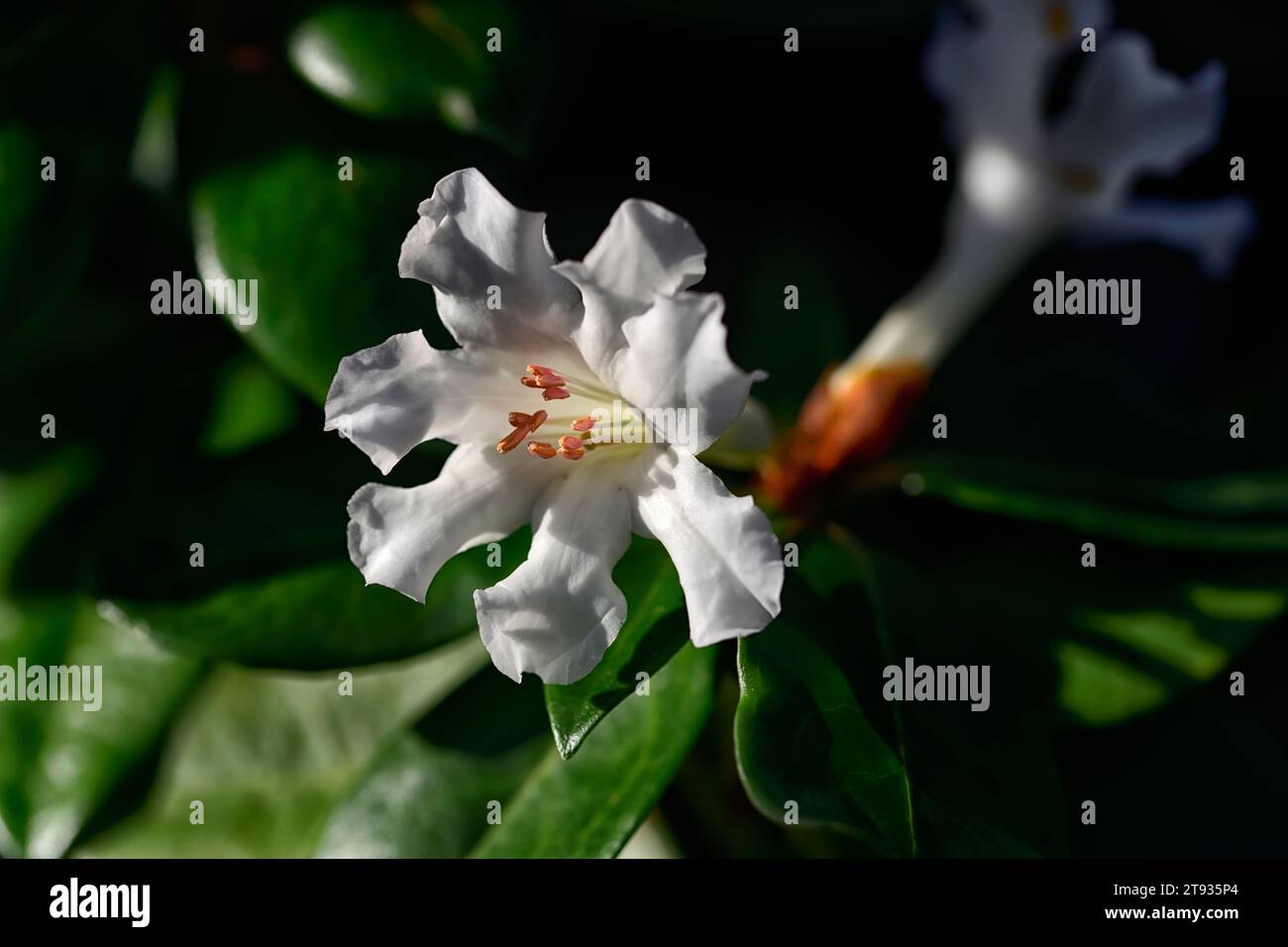 Rhododendron aravir,Vireya rhododendron,fiori bianchi profumati,fiori profumati,fiori bianchi Vireya rhododendron,RM floral Foto Stock