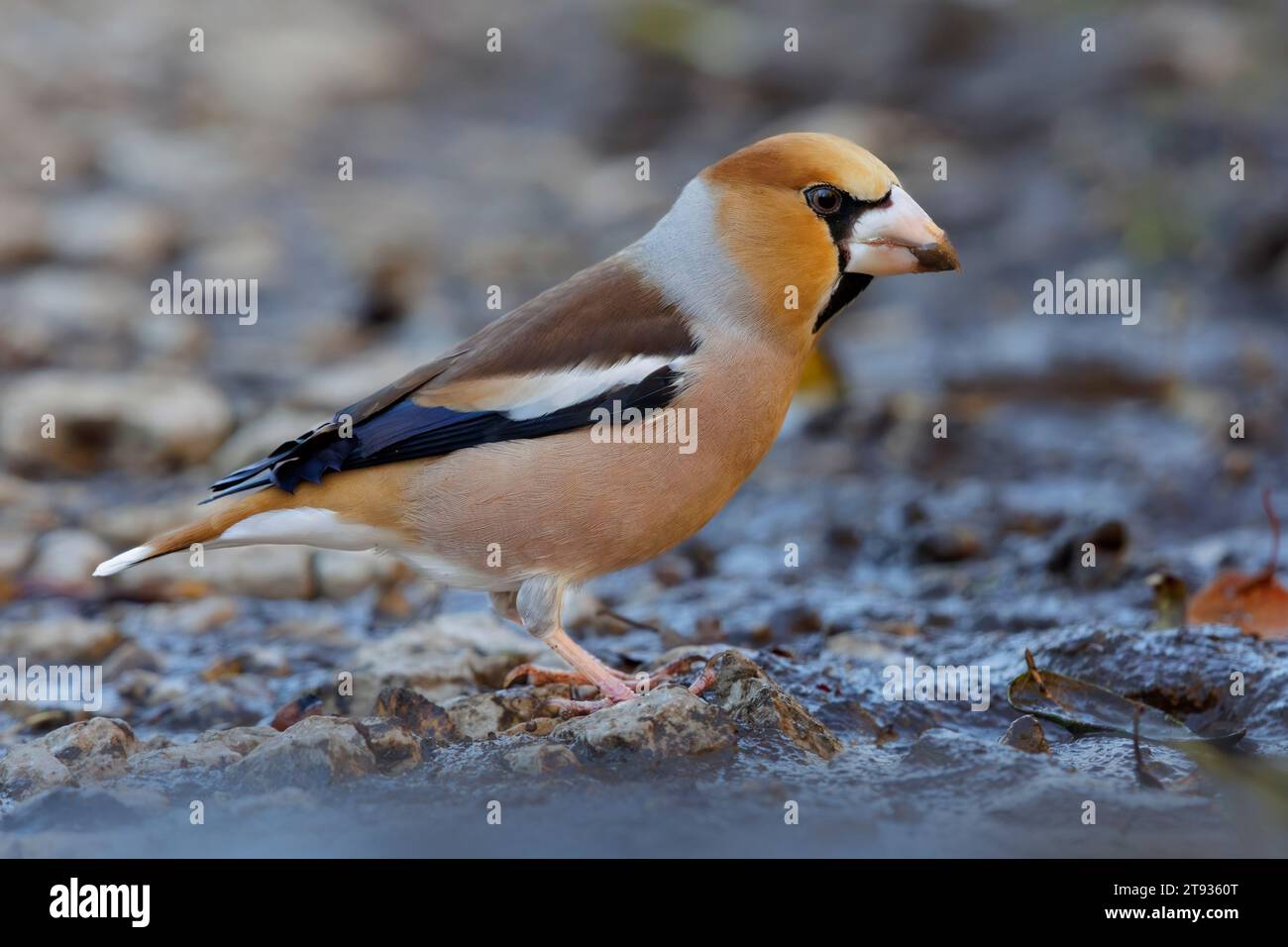 Hawfinch (Coccothraustes coccothraustes), vista laterale di un maschio adulto in piedi a terra, Campania, Italia Foto Stock
