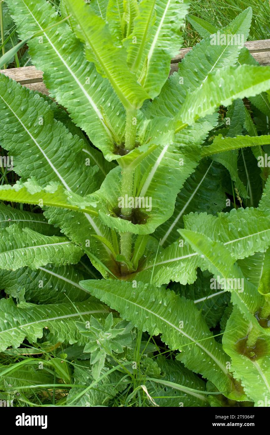 La Teasel selvatica (Dipsacus fullonum o Dipsacum sylvestris) è una pianta biennale originaria dell'Eurasia e del Nord Africa. Acqua piovana raccolta da foglie di materiale sissile Foto Stock