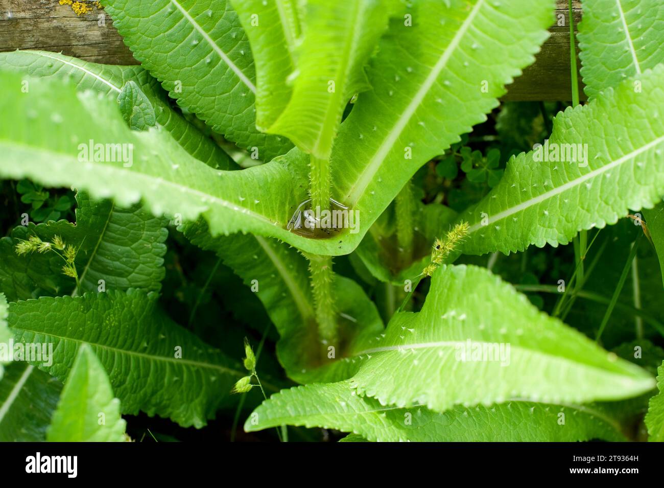 La Teasel selvatica (Dipsacus fullonum o Dipsacum sylvestris) è una pianta biennale originaria dell'Eurasia e del Nord Africa. Acqua piovana raccolta da foglie di materiale sissile Foto Stock