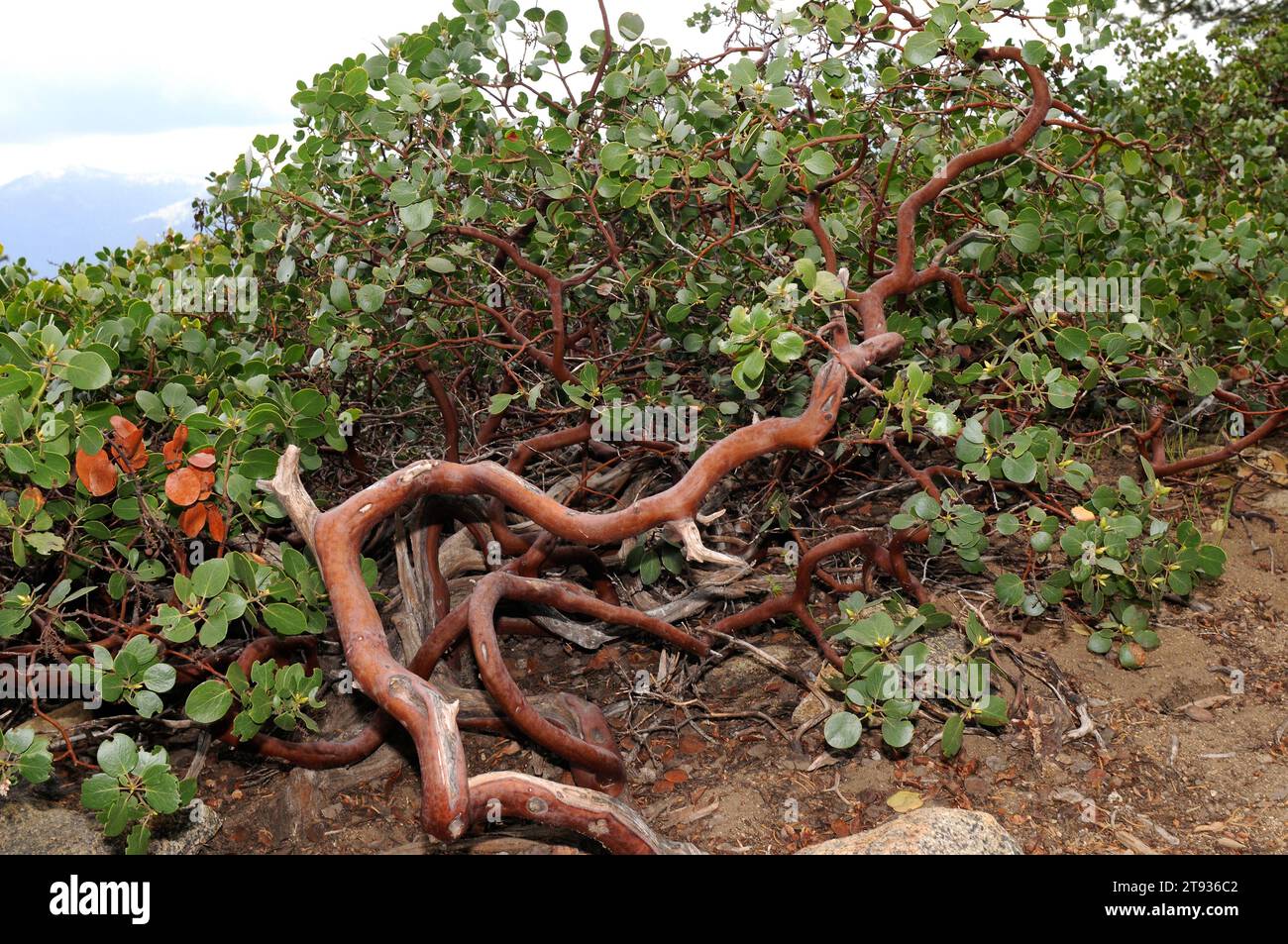 La manzanita comune o whiteleaf manzanita (Arctostaphylos manzanita) è un arbusto endemico della California. Questa foto è stata scattata nel Sequoia-Kings Canyon nati Foto Stock