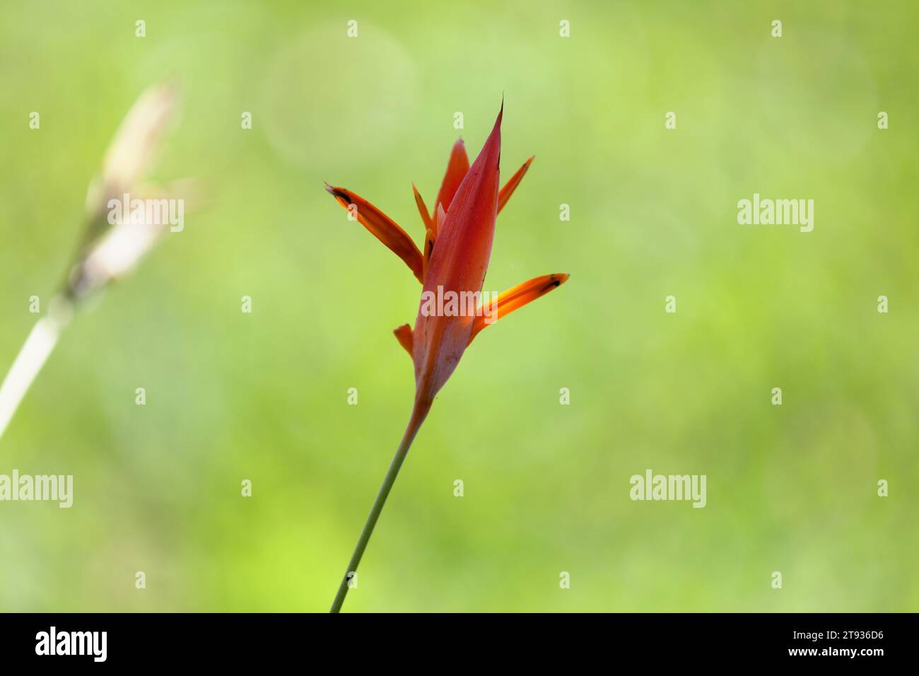 Primo piano su una Heliconia psittacorum. Foto Stock