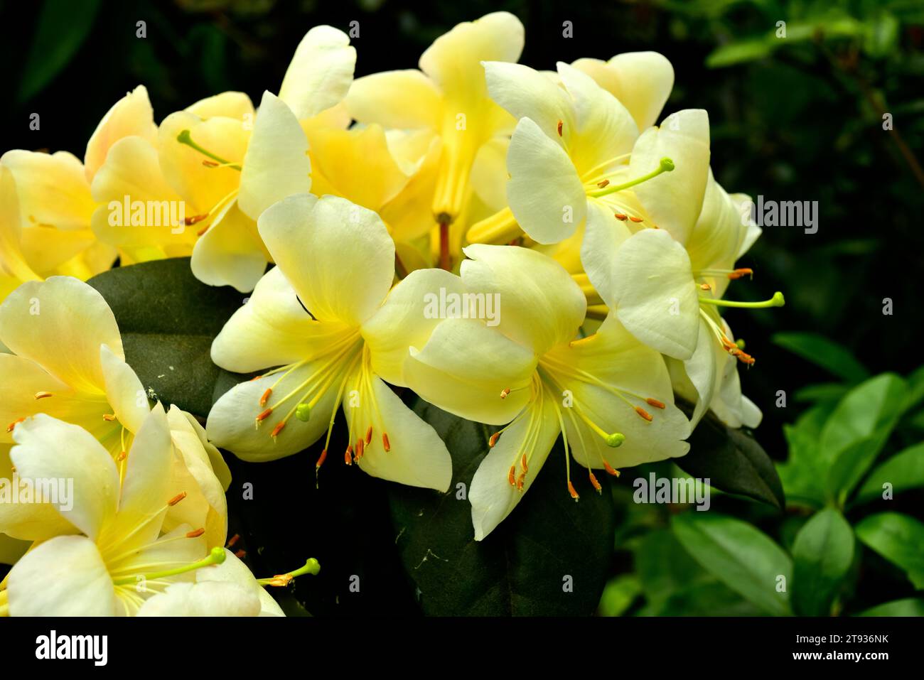 Azalea (Rhododendron sp.) è un campione ornamentale ibrido. Foto Stock