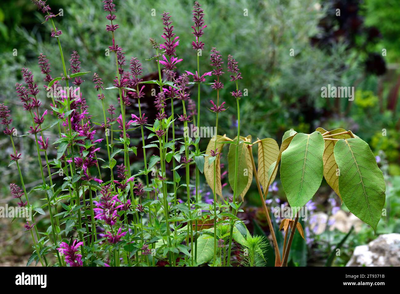 Agastache mexicana sangria, schefflera e agastache, Hyssop gigante messicano, agastache al confine, confini, piantagione perenne, fiori rosso-viola, fiori, flo Foto Stock