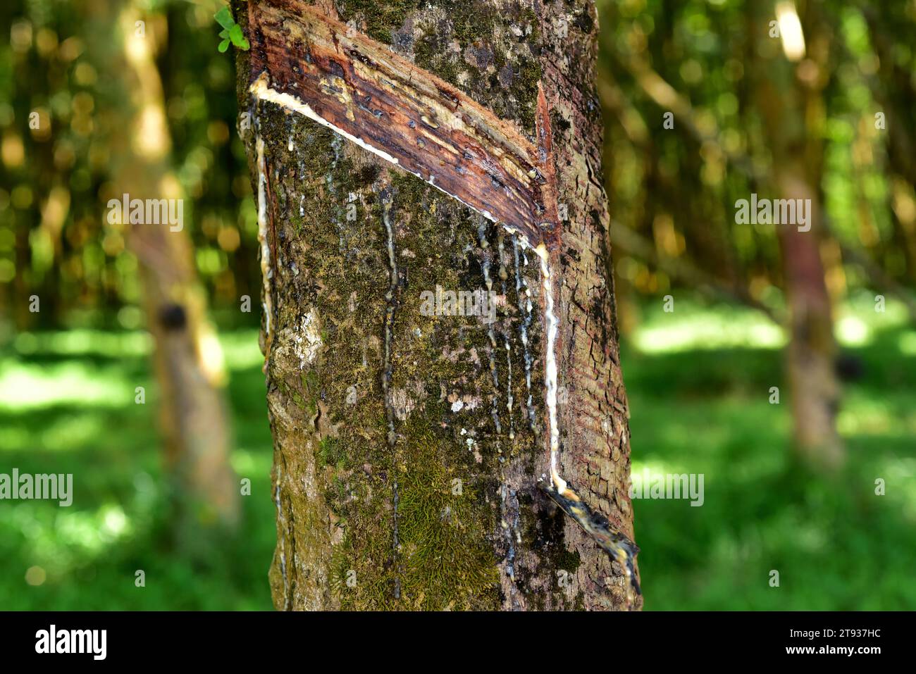 L'albero di Ruber o albero di Sharinga (Hevea brasiliensis) è un albero deciduo il cui lattice è la fonte primaria di gomma naturale. Questa foto è stata scattata a Phuk Foto Stock