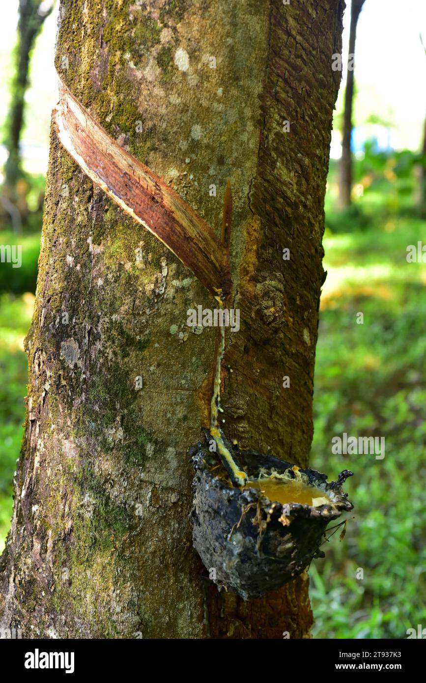 L'albero di Ruber o albero di Sharinga (Hevea brasiliensis) è un albero deciduo il cui lattice è la fonte primaria di gomma naturale. Questa foto è stata scattata a Phuk Foto Stock