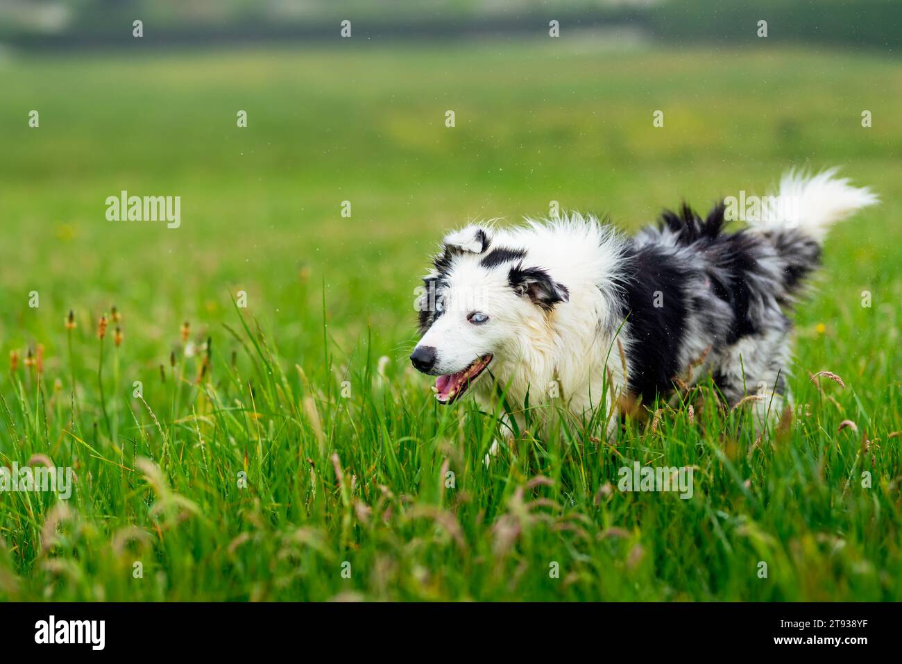 Giovane cane collie con bordo bagnato (merle blu) con occhi blu che scuotono l'acqua nel campo. Buon cane da passeggio. Animali domestici e animali domestici. Foto Stock