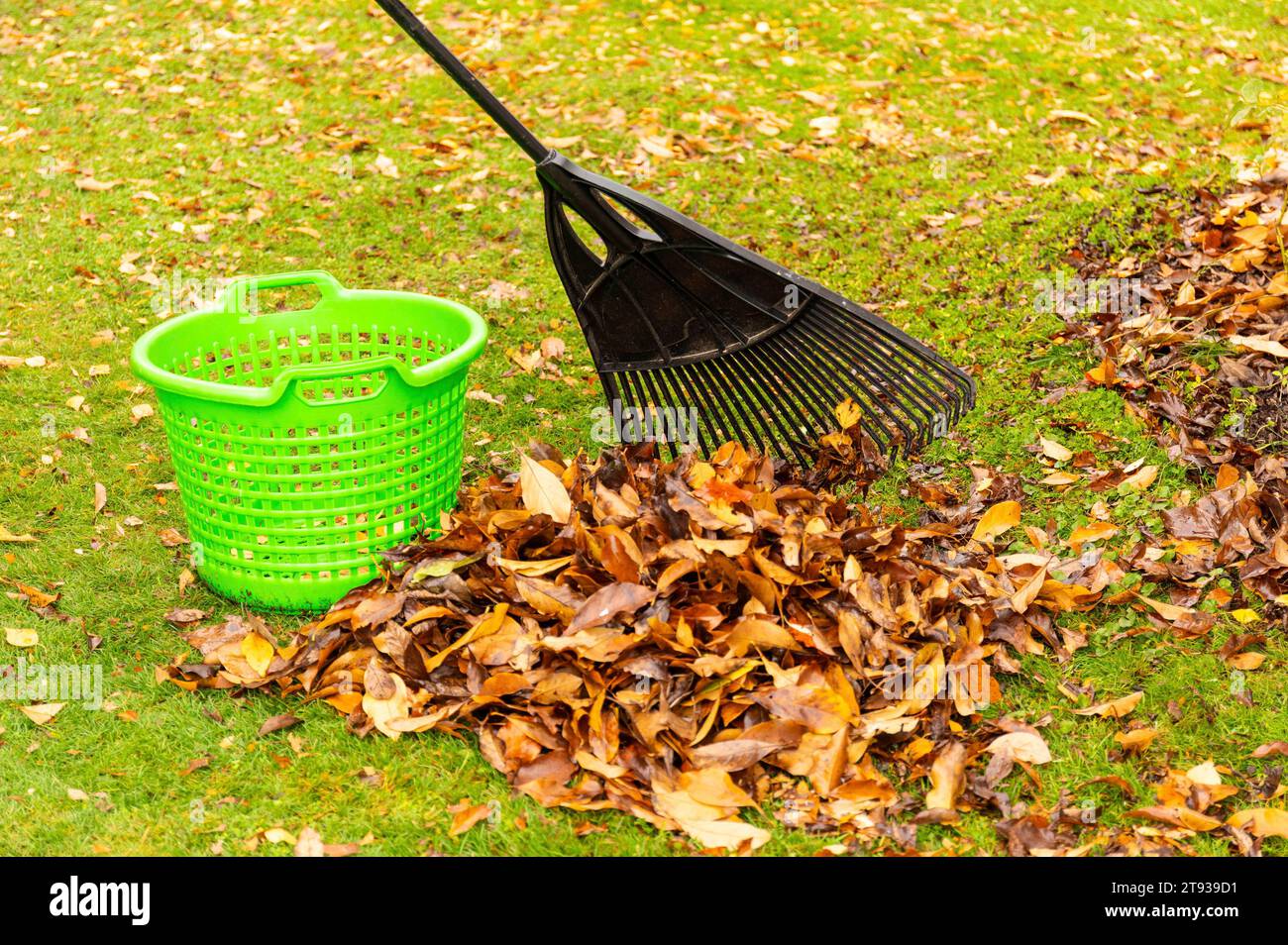 Wenn im Herbst die Blätter von den Bäumen Fallen, bedeutet das für Gartenbesitzer viel Arbeit. Auf dem Rasen sollte das Laub nicht liegen bleiben, denn das Gras darunter bekommt zu wenig Licht und es können sich Pilze bilden. Symbolfoto, Themenfoto Niedernwöhren, 21.11.2023 *** quando le foglie cadono dagli alberi in autunno, significa molto lavoro per i proprietari di giardini le foglie non devono essere lasciate sul prato, poiché l'erba sottostante diventa troppo poco luminosa e i funghi possono formare la foto simbolo, foto tema Niedernwöhren, 21 11 2023 foto:XB.xSchubertx/xFuturexImagex laub_hearken_3109 Foto Stock