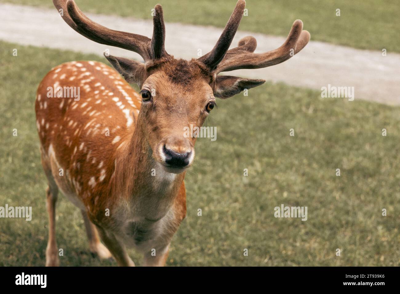Primo piano della testa di un cervo a riposo su sfondo verde Foto Stock