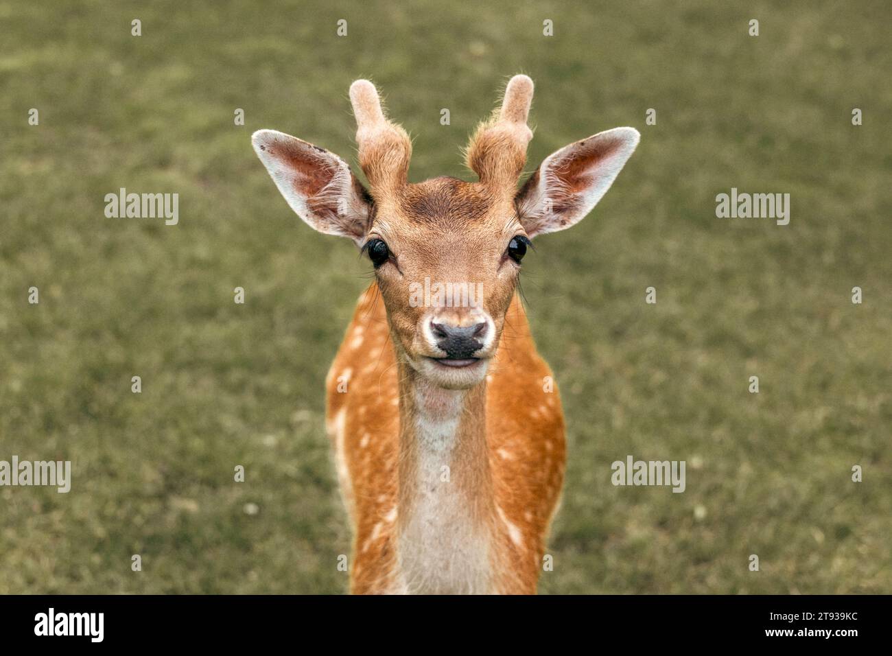 Primo piano della testa di un cervo a riposo su sfondo verde Foto Stock