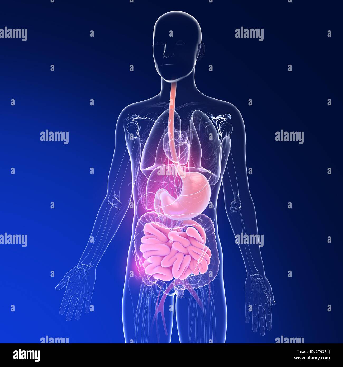 Illustrazione 3D trasparente dell'apparato digerente e di altri organi interni. Anatomia dall'esofago e dallo stomaco all'intestino su blu scuro. Foto Stock