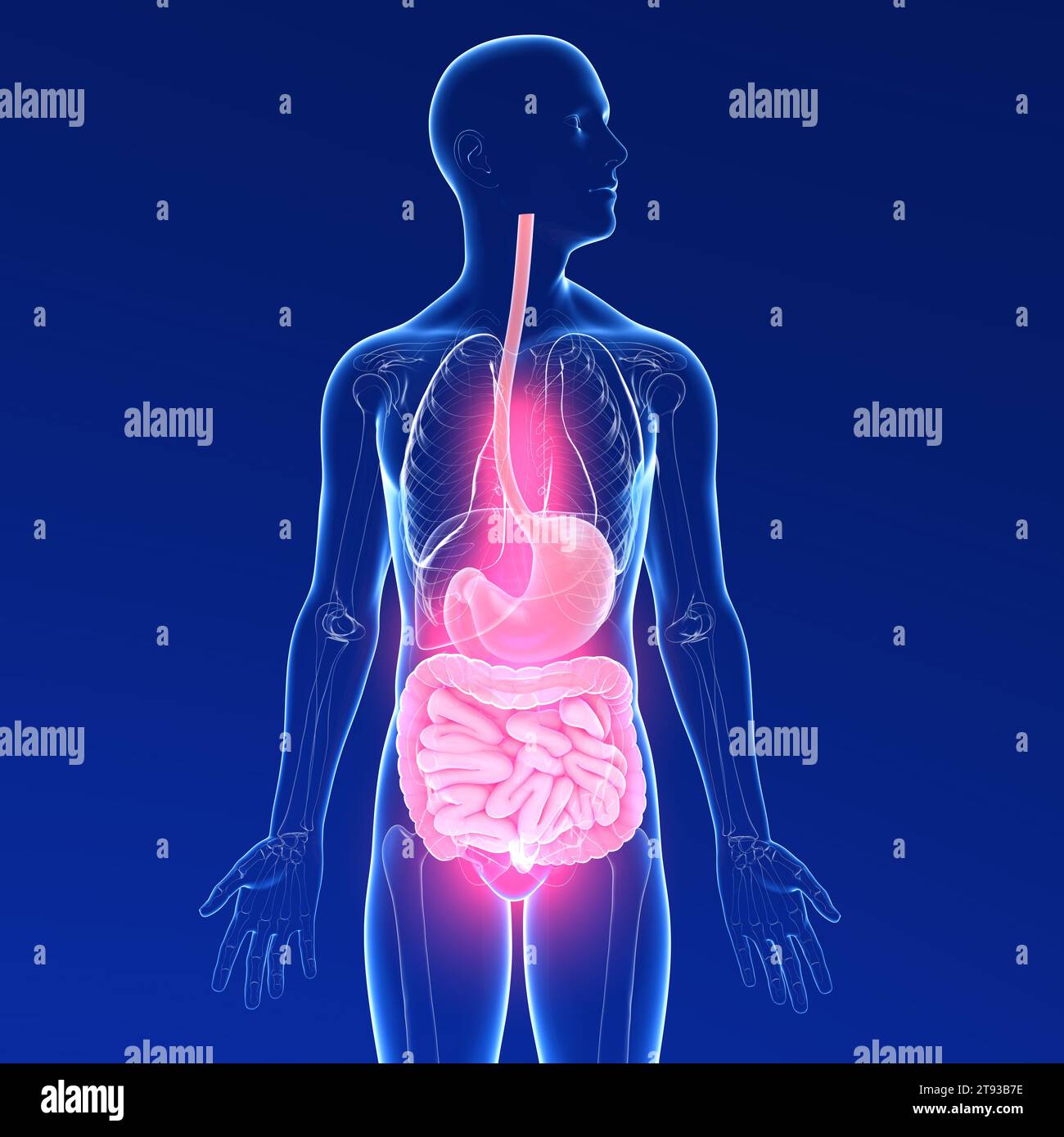 Illustrazione 3D trasparente dell'apparato digerente di un uomo che soffre di dolore. Anatomia cristallina dall'esofago e dallo stomaco all'intestino. Foto Stock