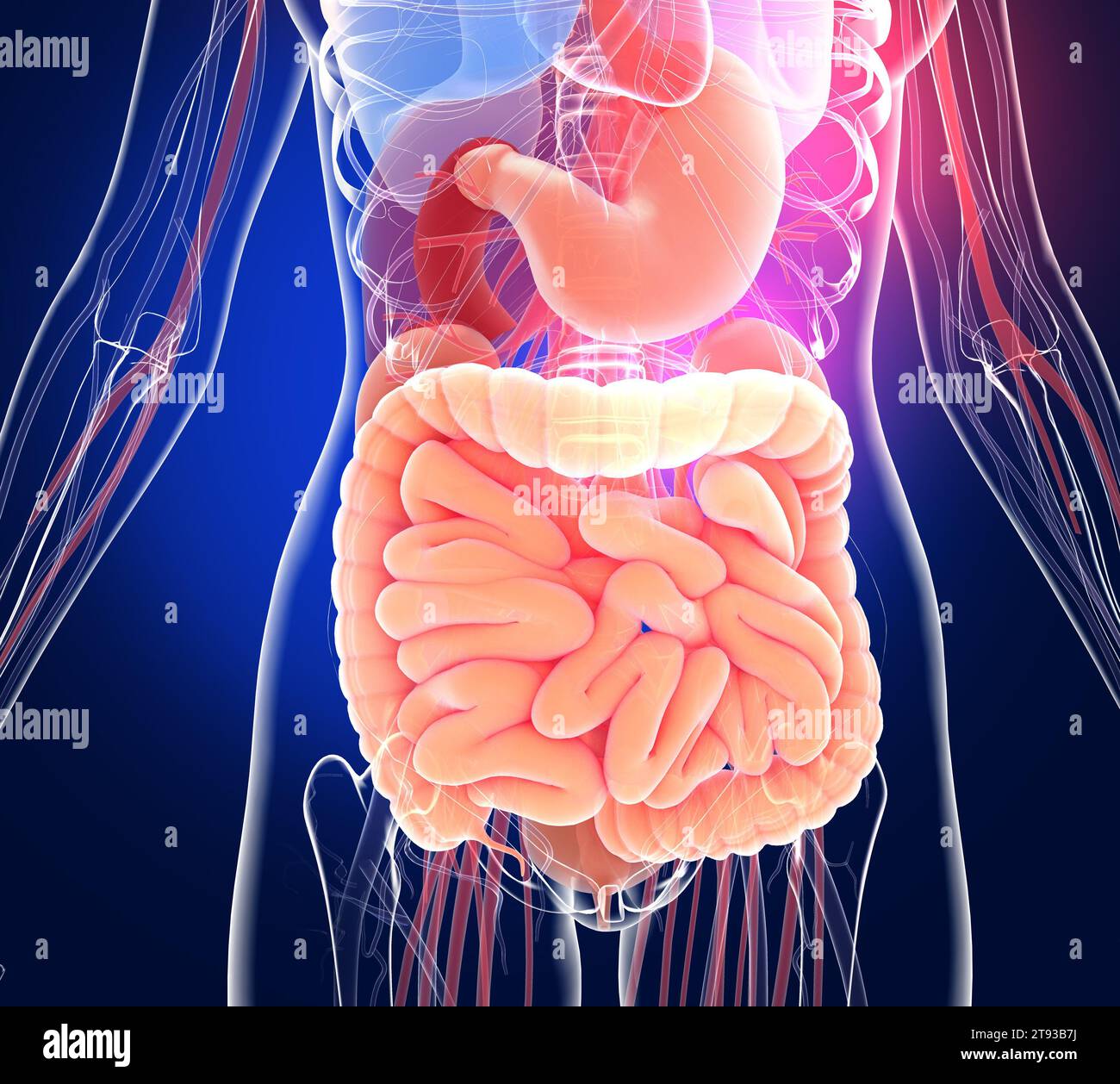 Illustrazione 3D trasparente del sistema digestivo espanso. Anatomia dell'intestino crasso e tenue, dello stomaco e di altri organi interni. Foto Stock