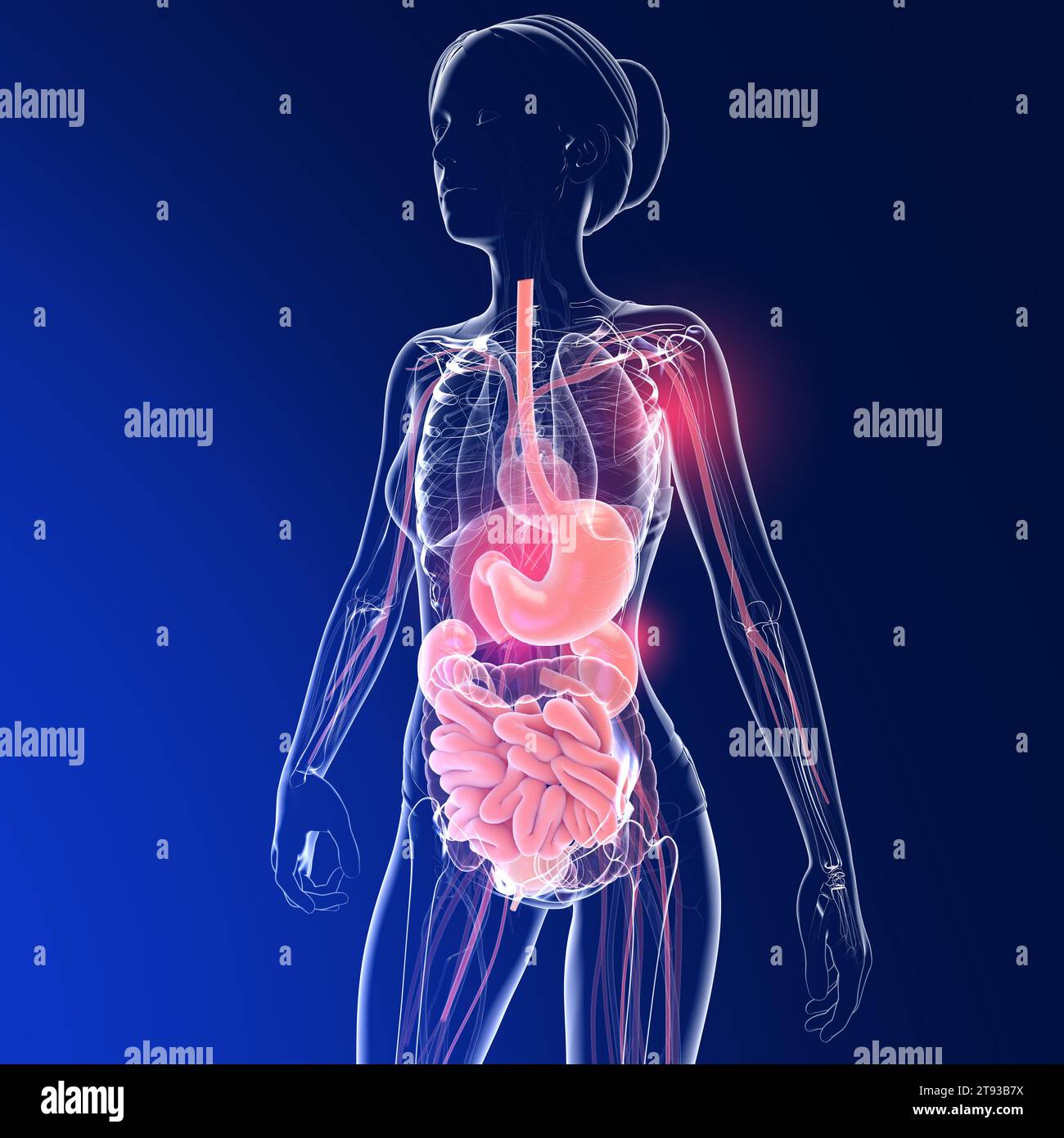 Illustrazione 3D trasparente dell'apparato digerente femminile. Anatomia dell'intestino, dello stomaco e di altri organi interni. Foto Stock