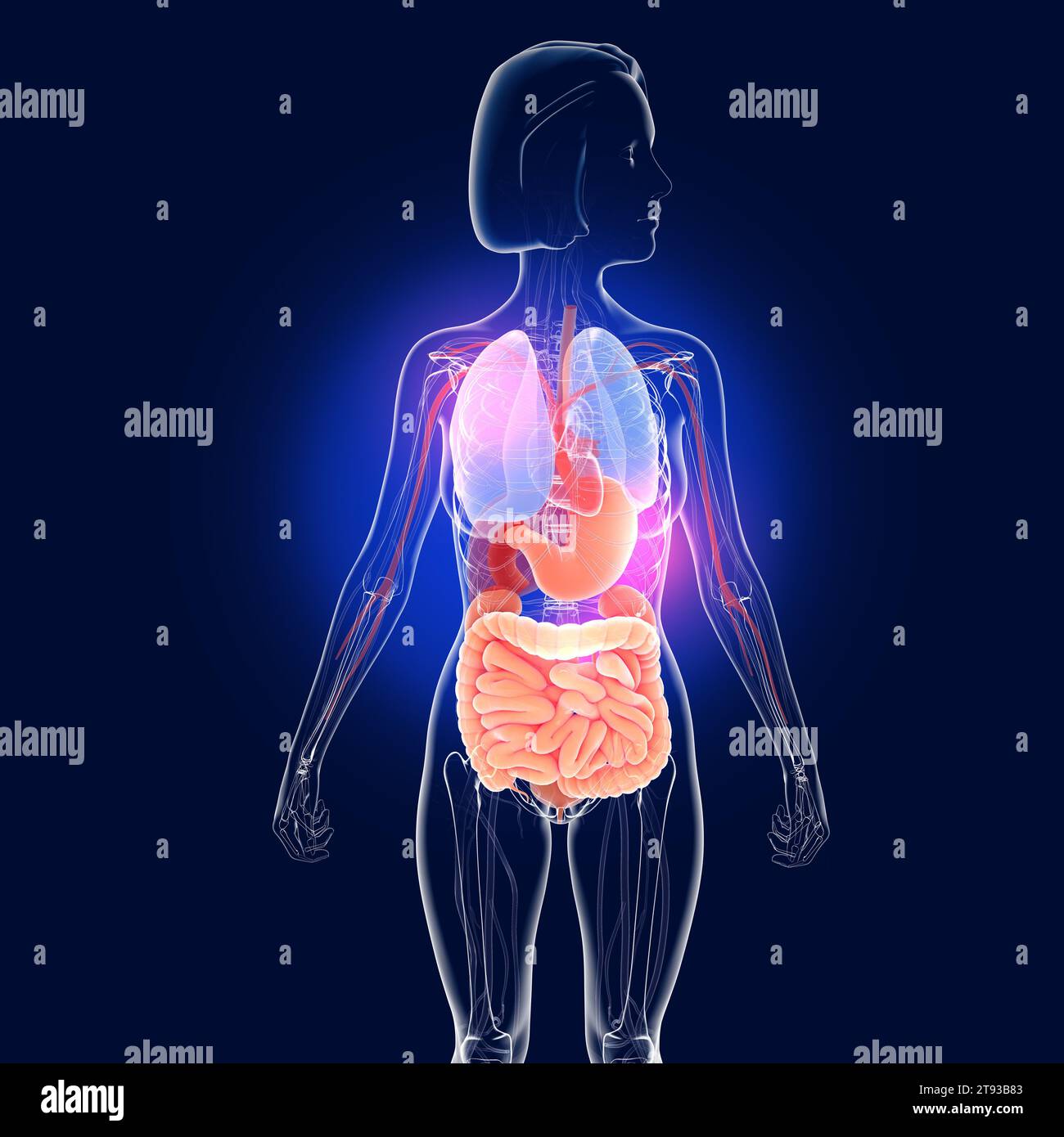 Illustrazione 3D trasparente dell'apparato digerente. Vista frontale di una donna. Anatomia dell'intestino, dello stomaco e di altri organi interni. Foto Stock
