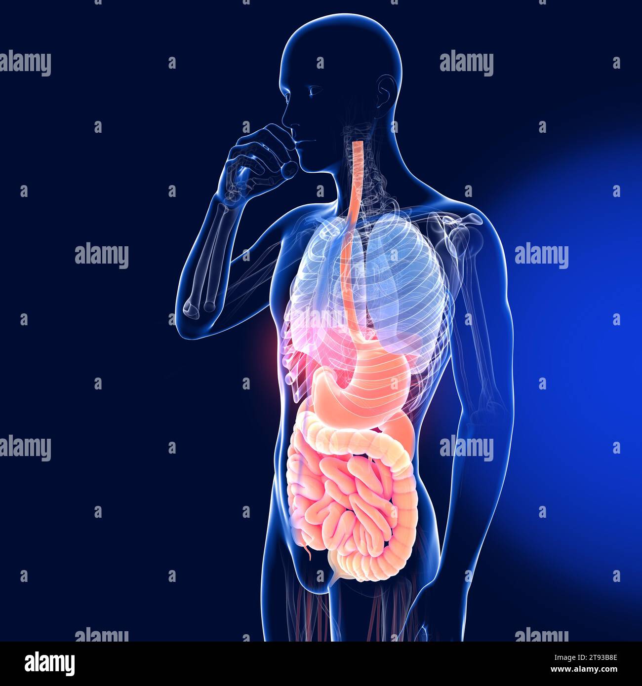 Illustrazione 3D trasparente del sistema digestivo di un uomo che mangia. Anatomia cristallina dall'esofago e dallo stomaco all'intestino. Foto Stock