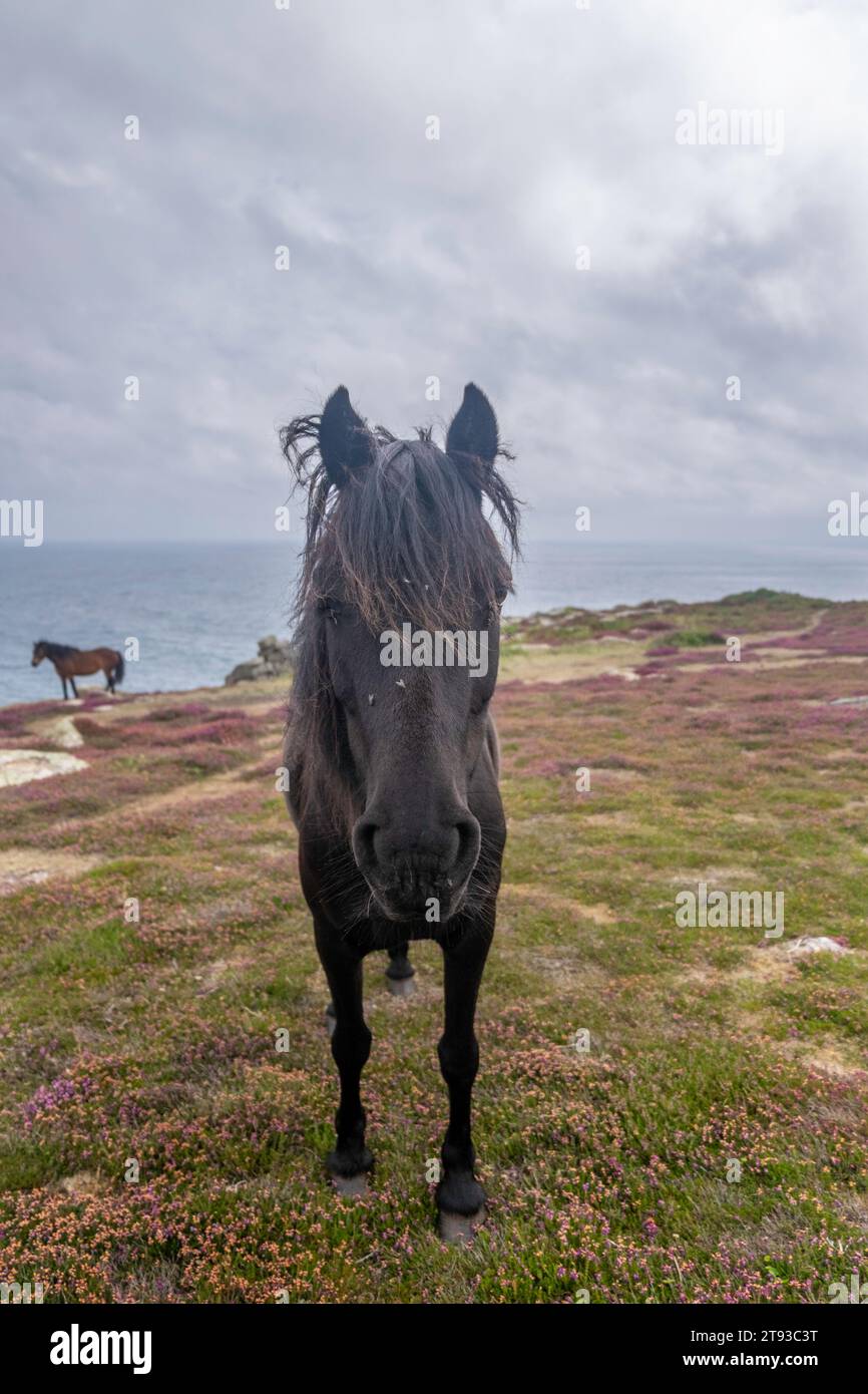 Pony selvatici vicino a logans Rock, Treen, Cornovaglia, Inghilterra Foto Stock