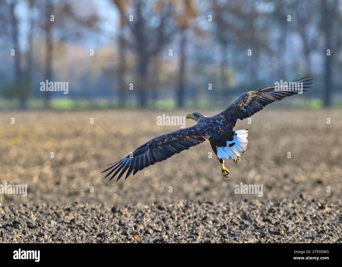 22 novembre 2023, Brandeburgo, Hackenow: Un'aquila dalla coda bianca (Haliaeetus albicilla) vola su un campo nell'Oderbruch, nella parte orientale dello stato del Brandeburgo. Con un'apertura alare fino a 2,60 metri, l'aquila dalla coda bianca è il più grande uccello preda europeo. In Germania vivono circa 580 coppie. La sua dieta comprende pesci, uccelli acquatici e caramelle. Foto: Patrick Pleul/dpa/ZB Foto Stock