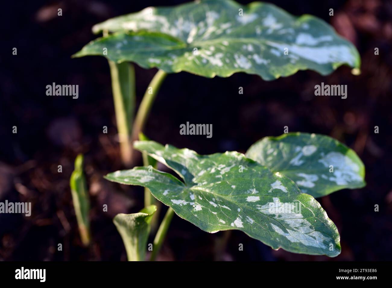 arum concinnatum agia varvara,maculato,maculato,foglie,foglie,tonalità di verde,variegata,signori e signore,ombra,ombreggiato,ombreggiato,giardino boschivo,boschi,boschi,camere Foto Stock