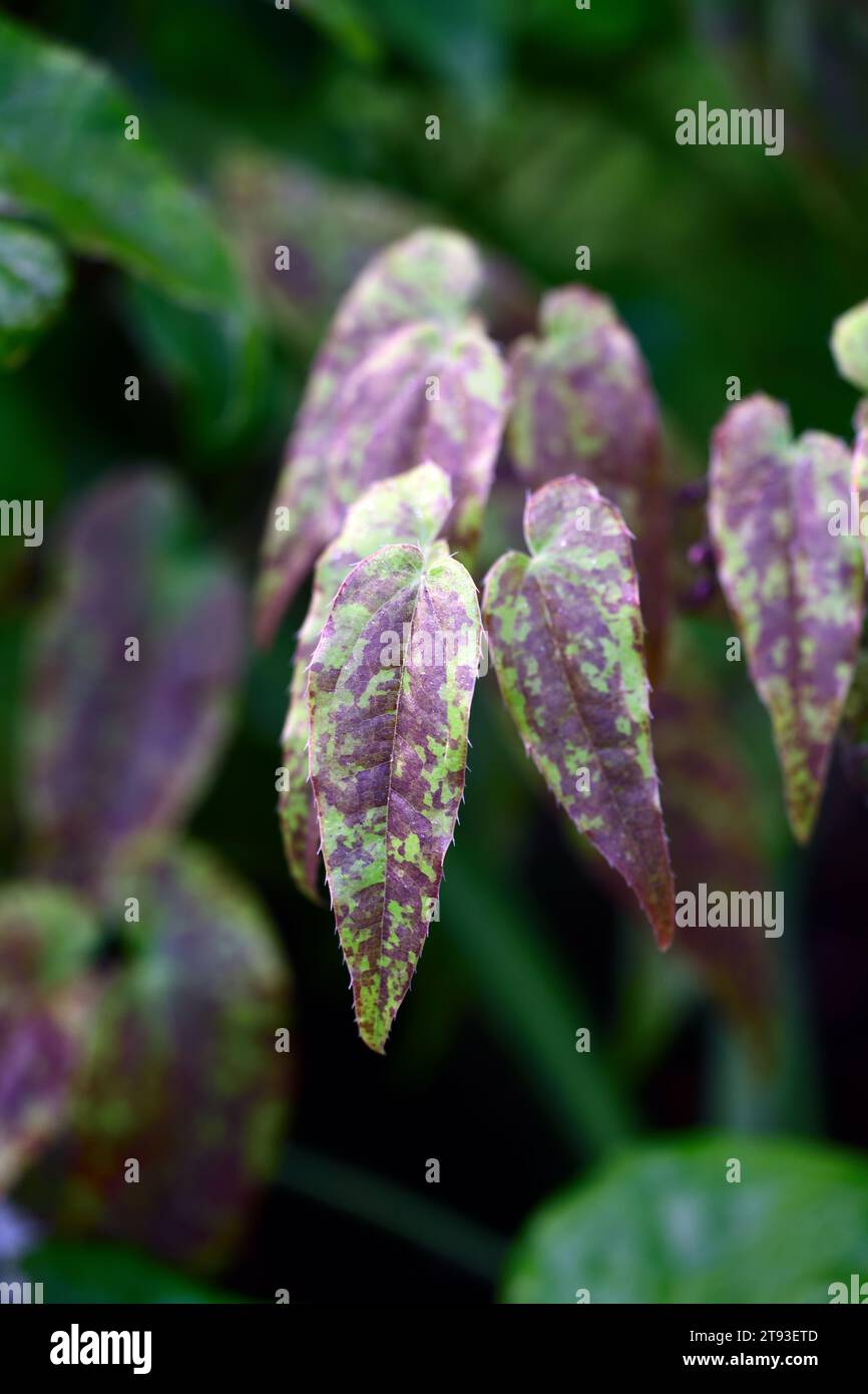 epimedium domino,Barrenwort,foglie decorative,foglie decorative,foglie,foglie,foglie,fiori con speroni bianchi e centri rosa,ombra,ombreggiato,giardino ombreggiato,WO Foto Stock